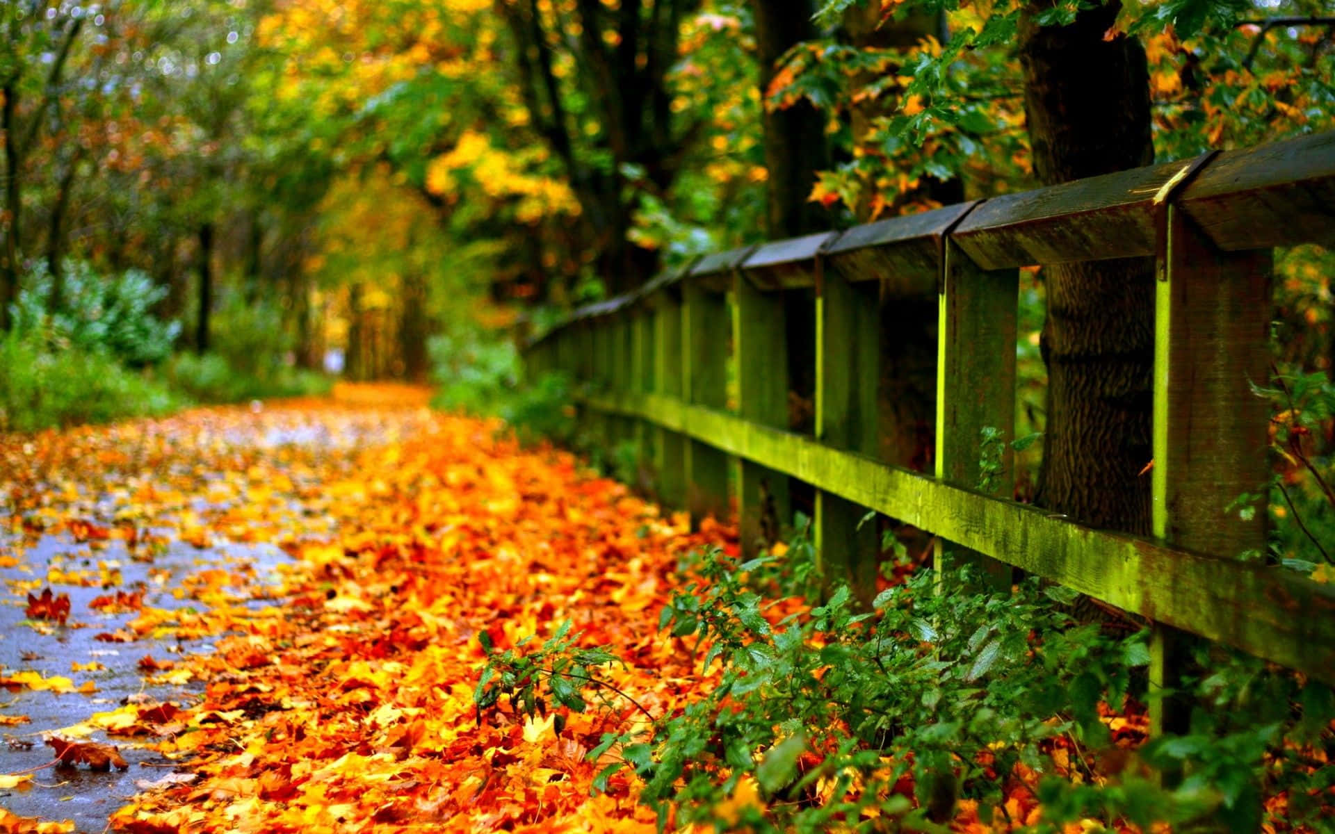 Tumblr Autumn Desktop 桌布 壁紙 — 一條濕漉漉的森林小徑，鋪滿了鮮豔的橙色和黃色秋葉，沿著長滿苔蘚的木柵欄延伸向遠方。