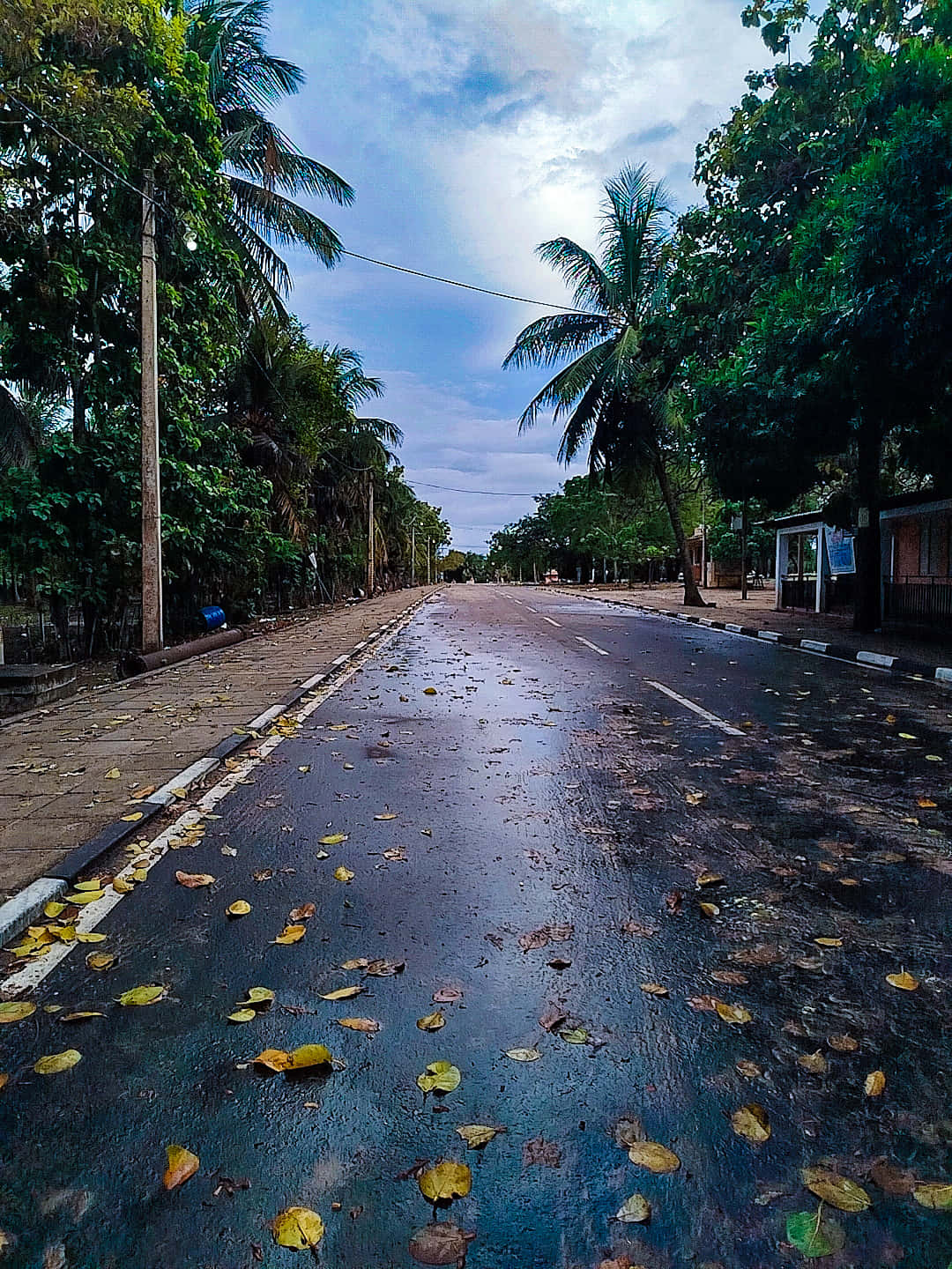 rainy street 壁紙 — 一條濕漉漉的瀝青路，兩旁種有棕櫚樹，散落著黃葉，天空多雲。