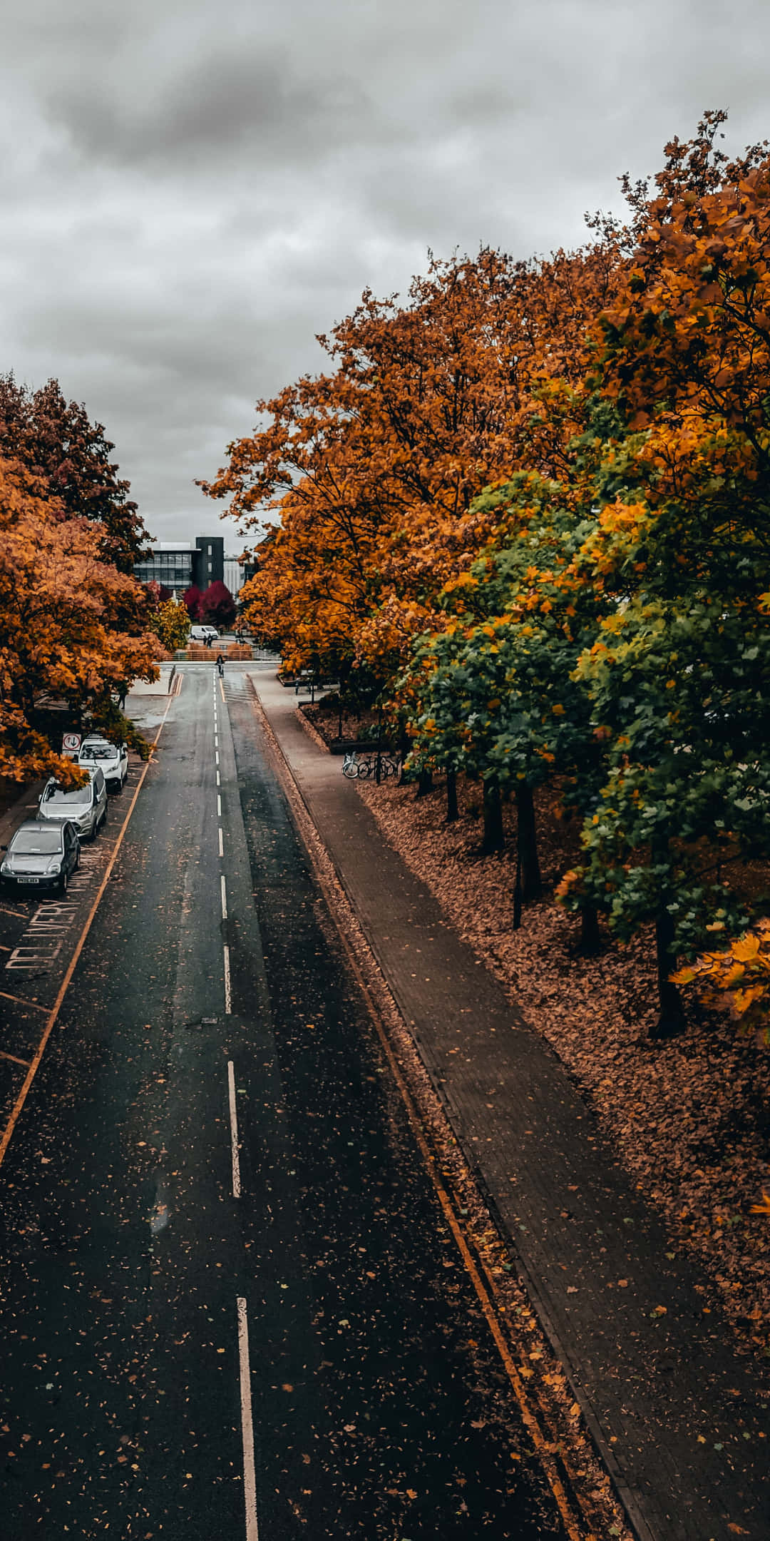 Pixel 3 Autumn 桌布 壁紙 — 一條濕漉漉的瀝青路，兩旁種滿了秋樹，在陰天之下灑下金黃的落葉。