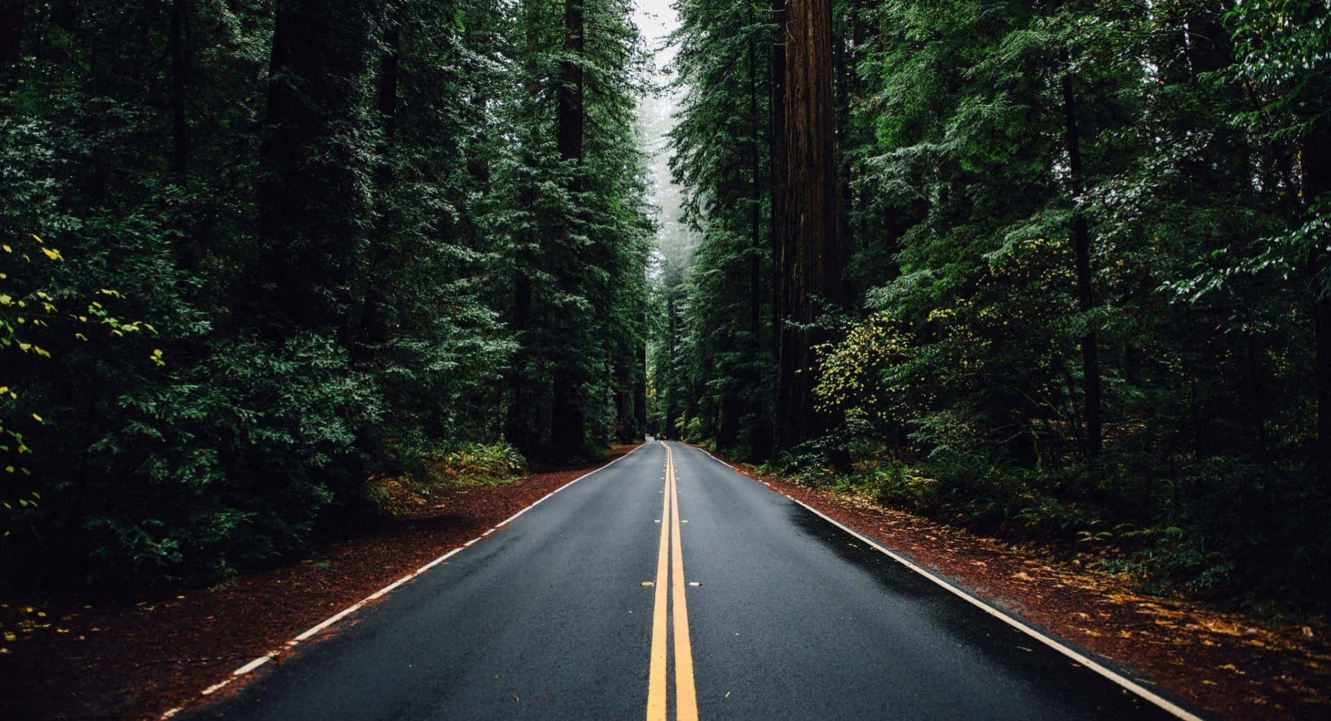 Highways 桌布 壁紙 — 一條濕漉漉的瀝青路，帶有黃色標線，消失在陰天下一片茂密的綠色森林中。