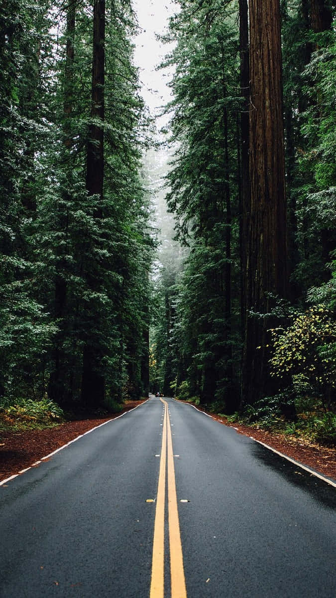 Trees iPhone 桌布 壁紙 — 一條濕漉漉的瀝青路，帶有黃色標線，在陰天之下穿過高聳的紅杉林。