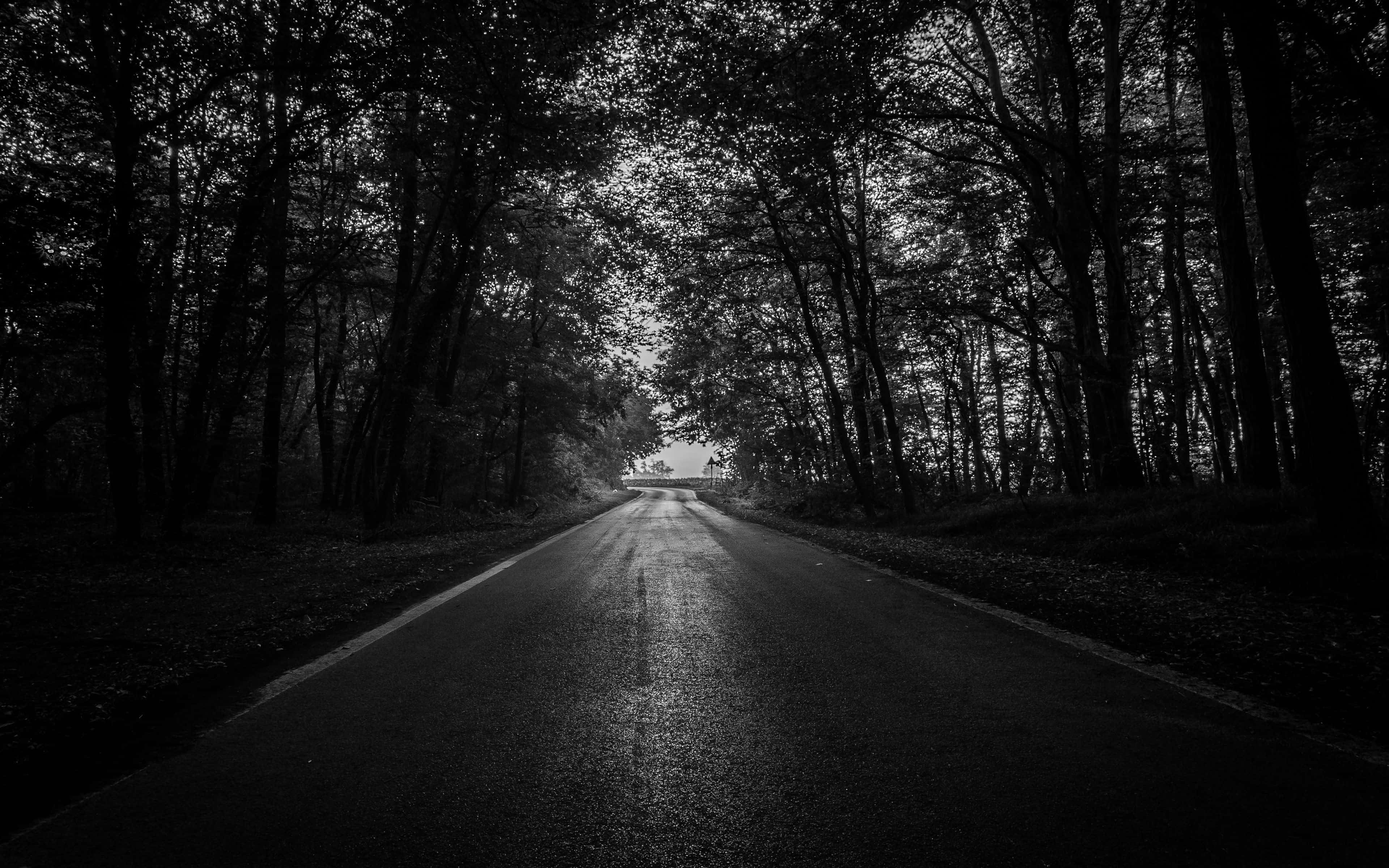 Dark Road 桌布 壁紙 — 一條濕漉漉的瀝青路在陰暗的天空下穿過茂密的森林伸向遠方。