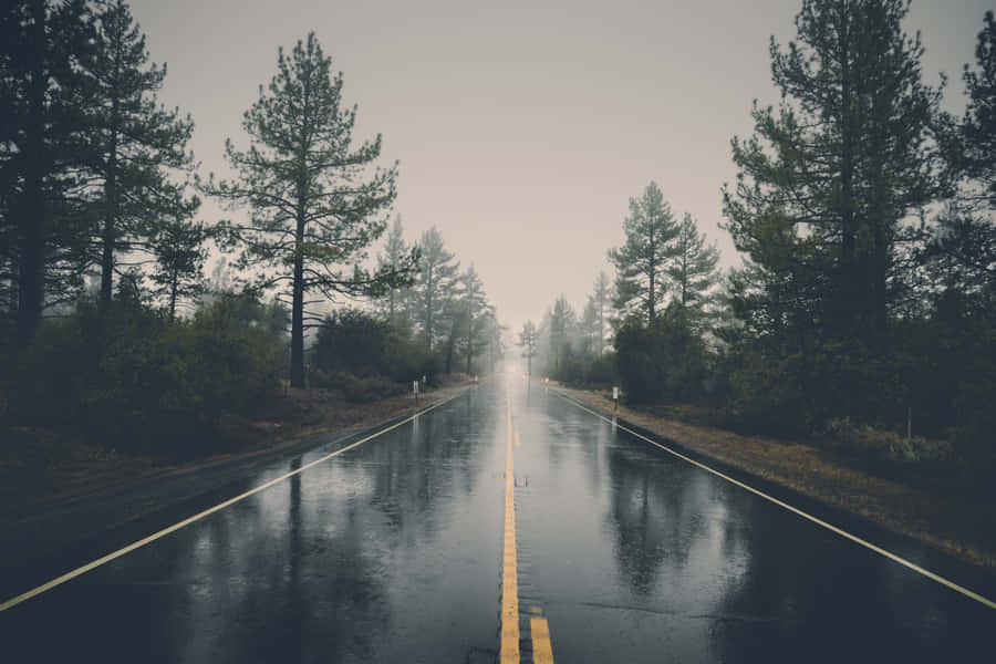 Cool Landscape 桌布 壁紙 — 一條濕漉漉的瀝青路延伸至霧氣瀰漫的森林，兩旁是高聳的松樹，天空陰沉。