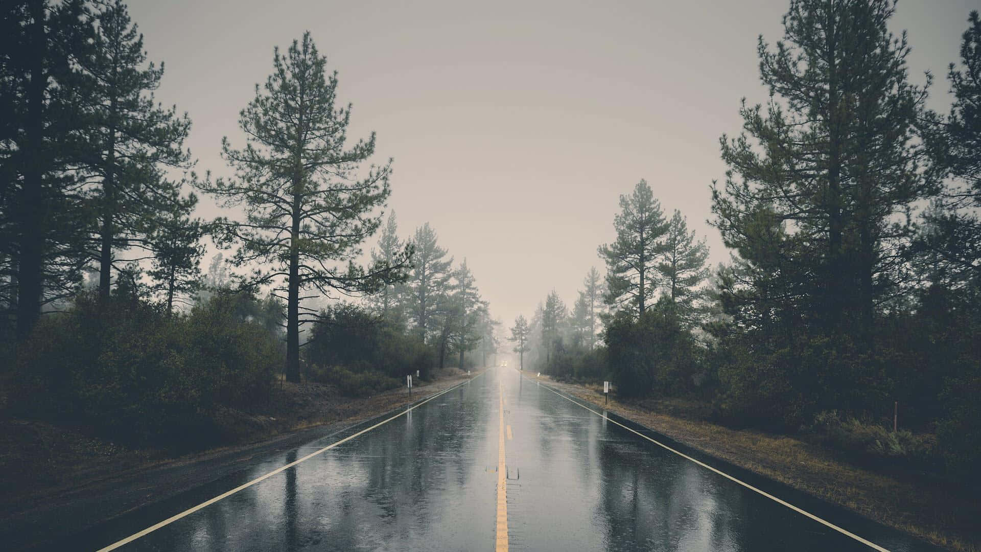 Rainy 桌布 壁紙 — 一條濕漉漉的瀝青路延伸至霧濛濛的遠方，兩旁是高聳的松樹，天空多雲。