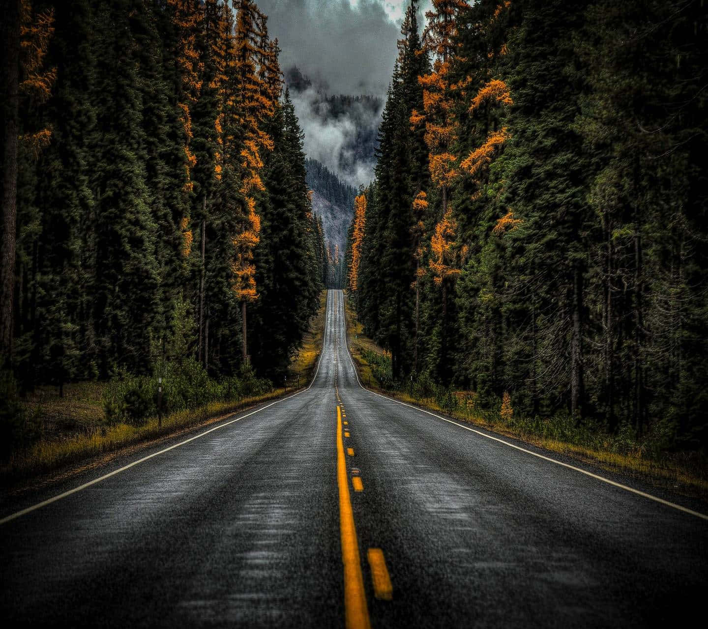highway 桌布 壁紙 — 一條濕漉漉的瀝青路延伸進霧氣瀰漫的森林峽谷，兩旁是高聳的常青樹，帶有秋日的橙色點綴，在暴風雨的天空下。