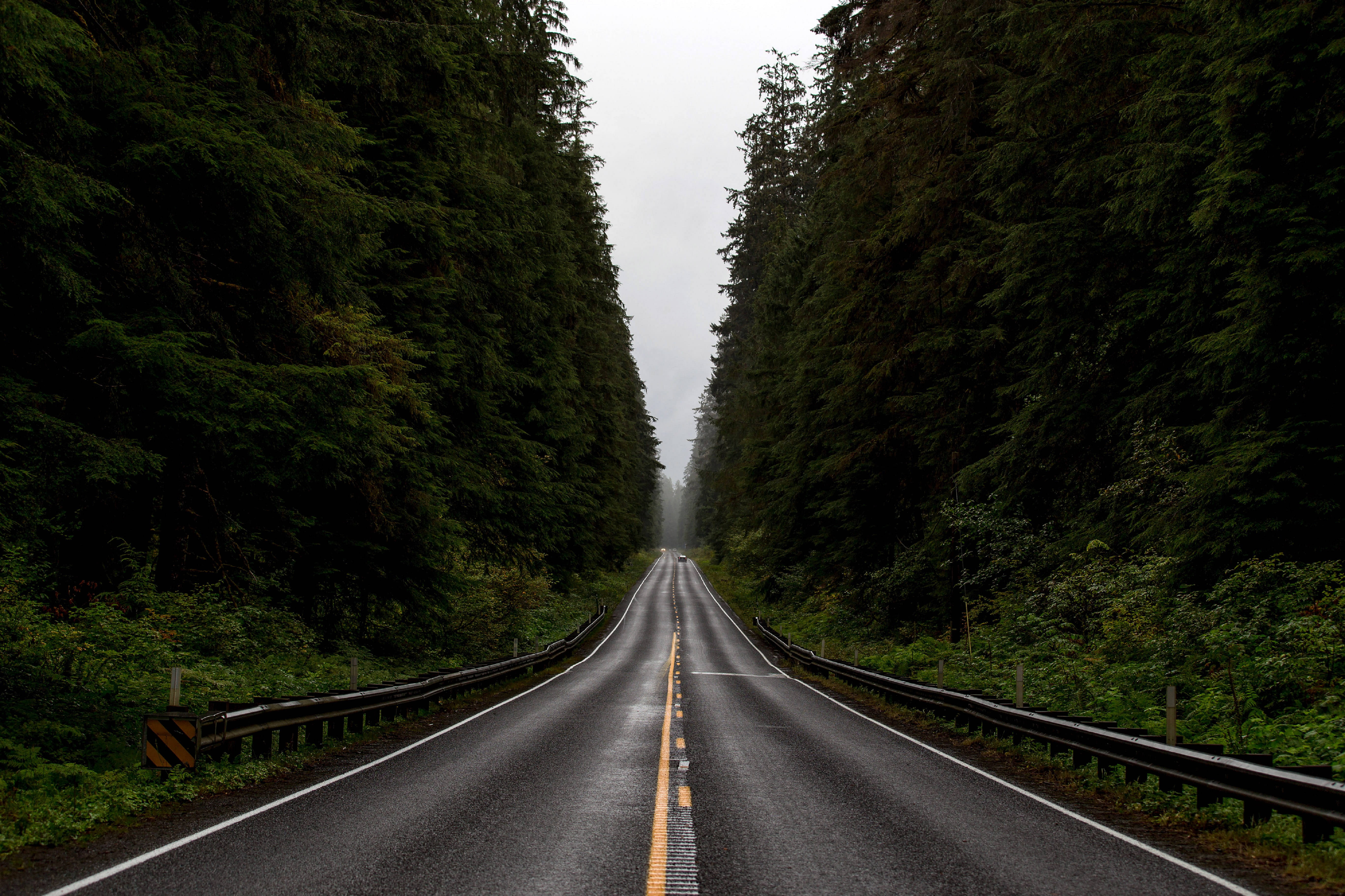 Washington 桌布 壁紙 — 一條濕漉漉的瀝青道路在陰天之下筆直地穿過茂密的深綠色森林。