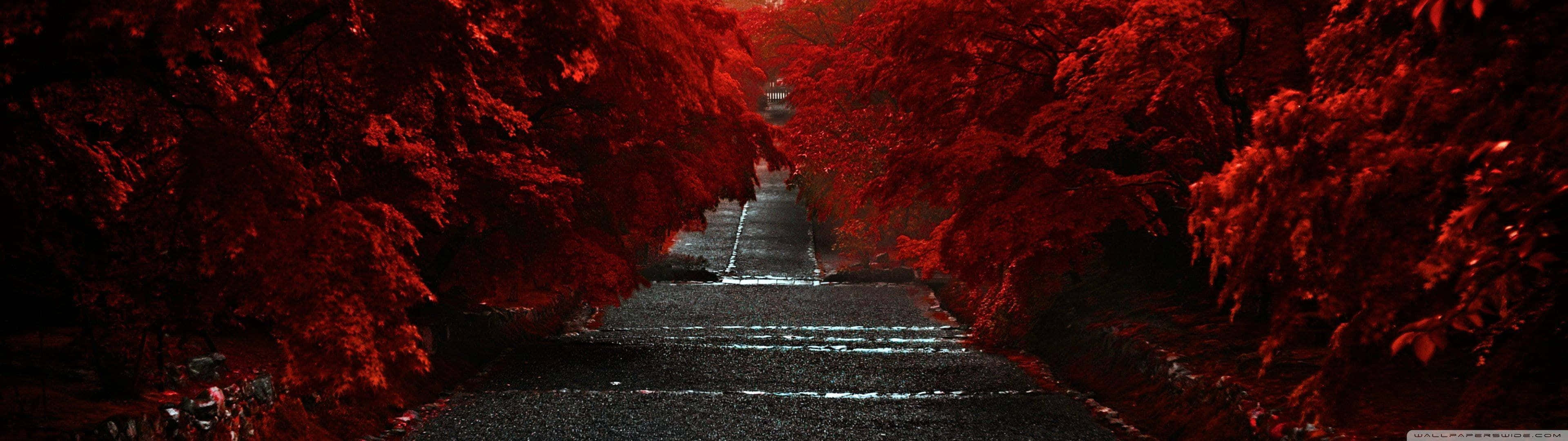 Road 桌布 壁紙 — 一條濕漉漉的石徑蜿蜒穿過一條由鮮紅樹木組成的隧道，上方是陰暗的天空。