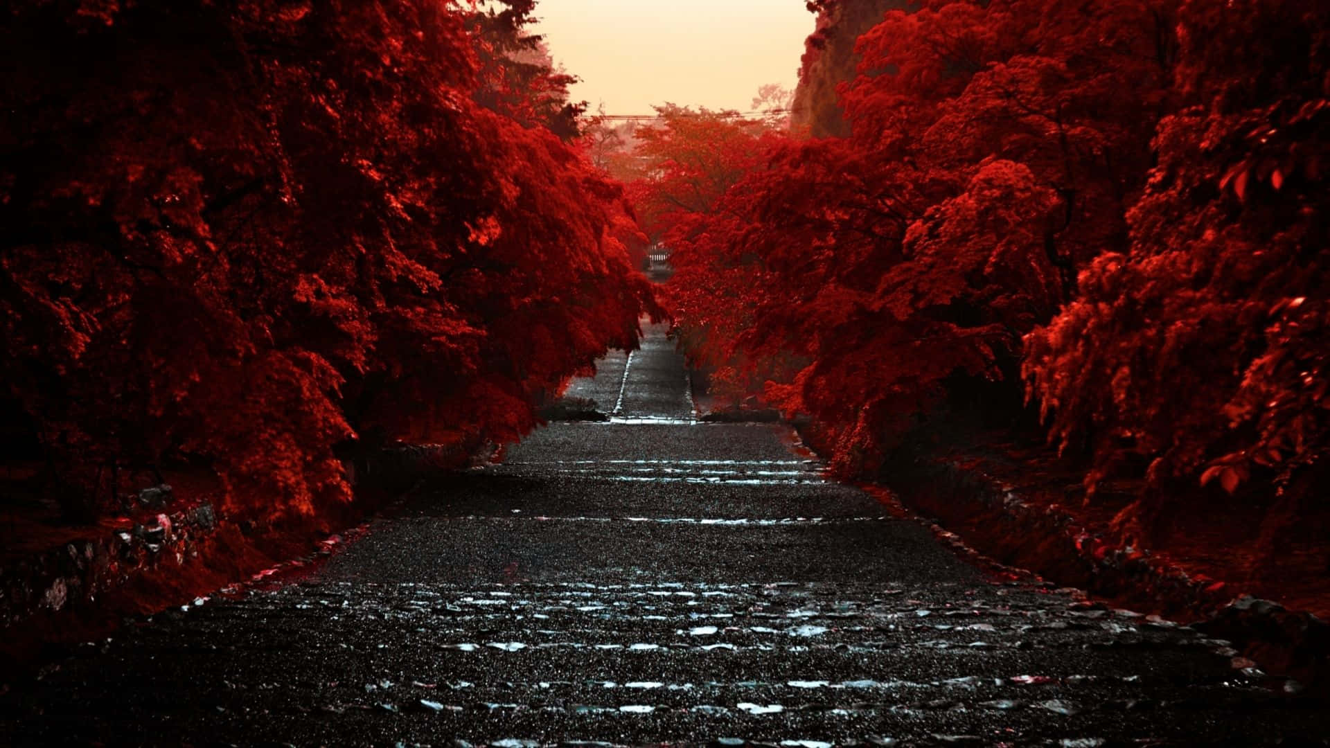 Road 桌布 壁紙 — 一條濕漉漉的石徑蜿蜒穿過鮮紅色的樹木，在溫暖的橙色天空下，黃昏時分。