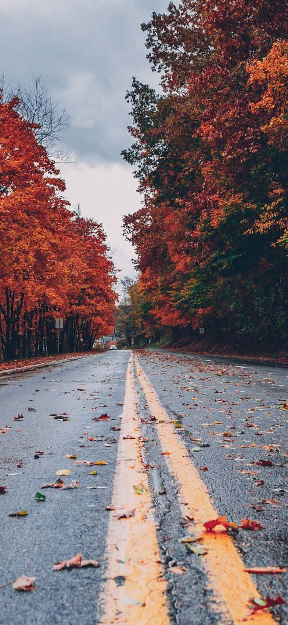 Cool Fall 桌布 壁紙 — 一條濕漉漉的道路兩旁種滿了火紅橙色的秋樹，在陰天之下伸向遠方。