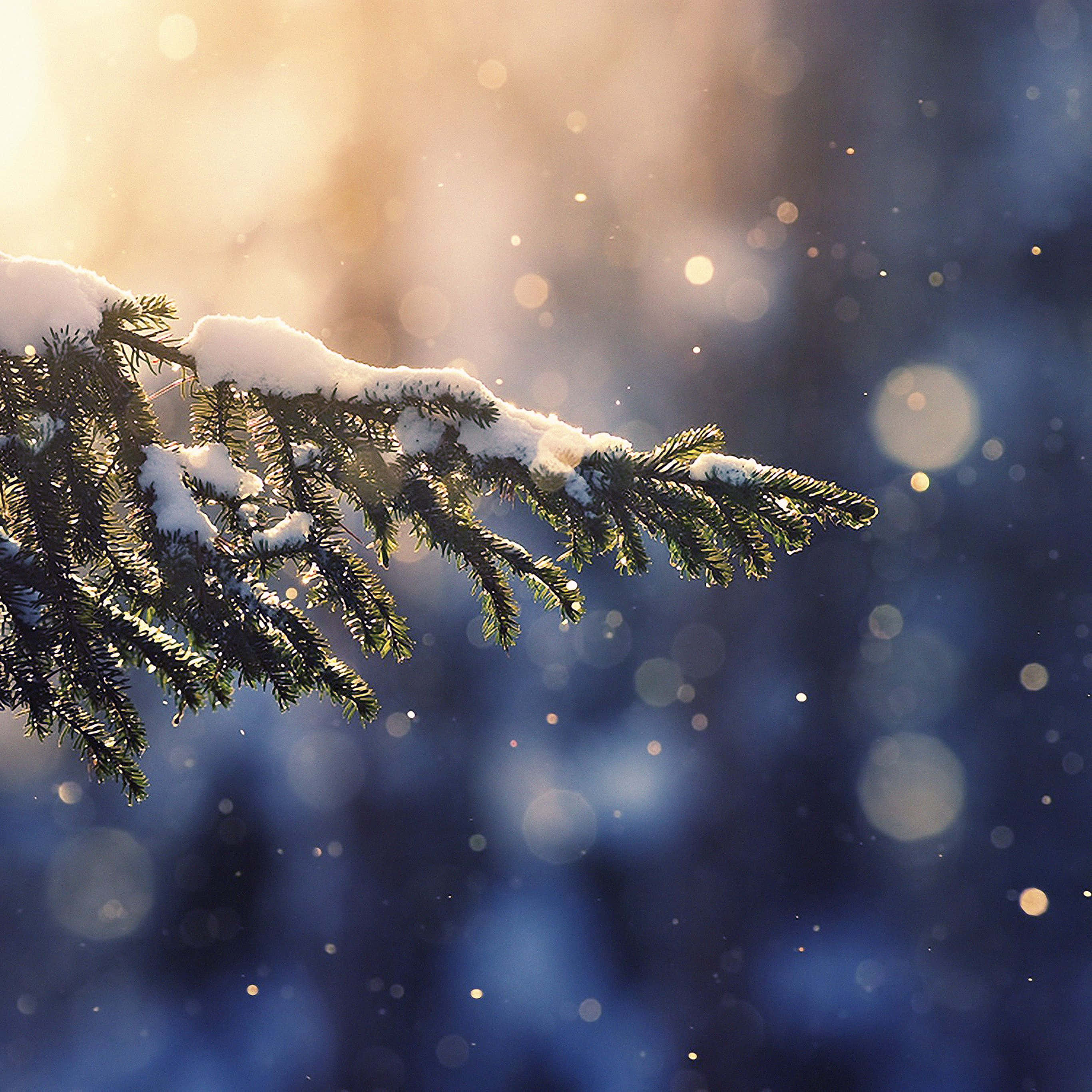 Nature Blur 桌布 壁紙 — 一條灑滿白雪的常綠樹枝，在散景冬季背景中散發溫暖光芒，背景有金色陽光和飄落的雪花。