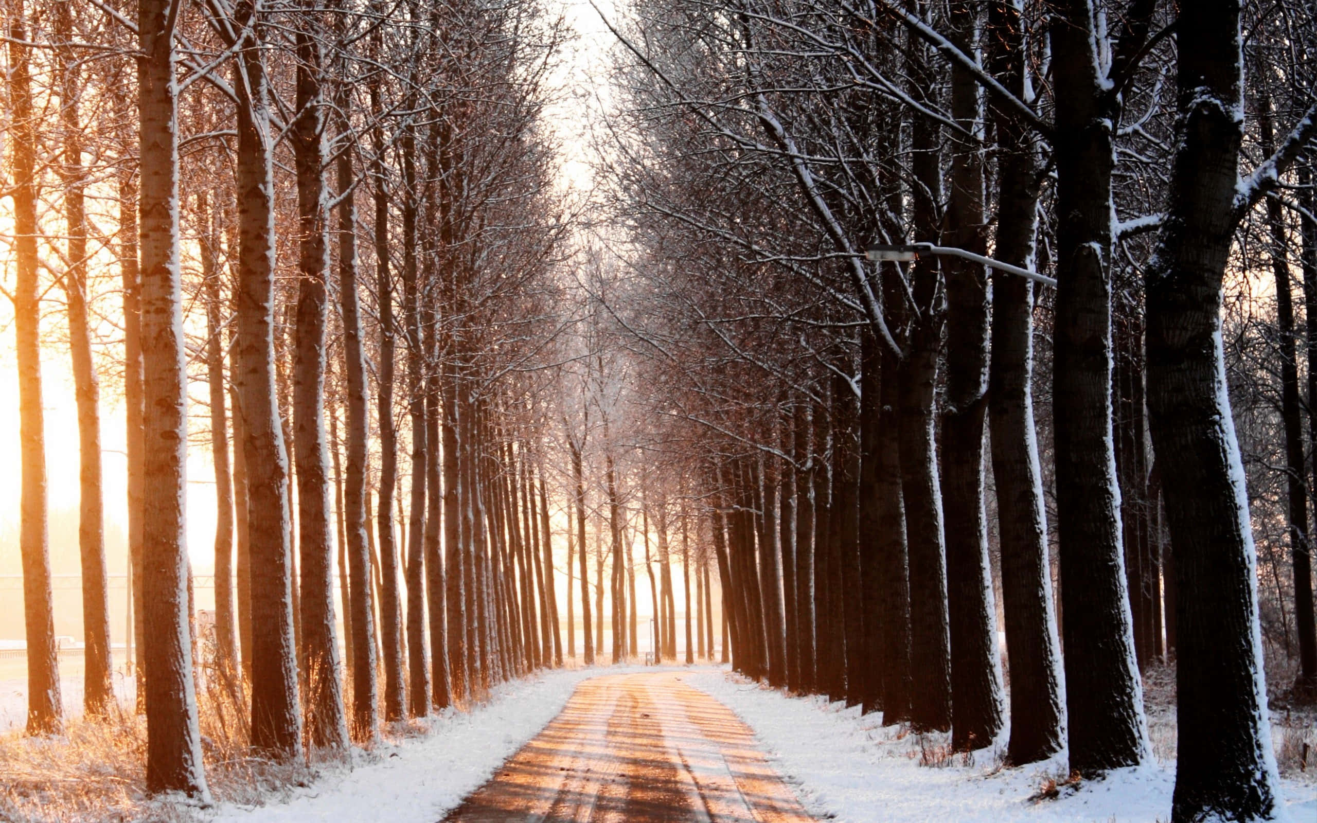 Road 桌布 壁紙 — 一條灑滿白雪的森林小徑，兩旁高聳的樹木沐浴在溫暖的金色日出光芒中。