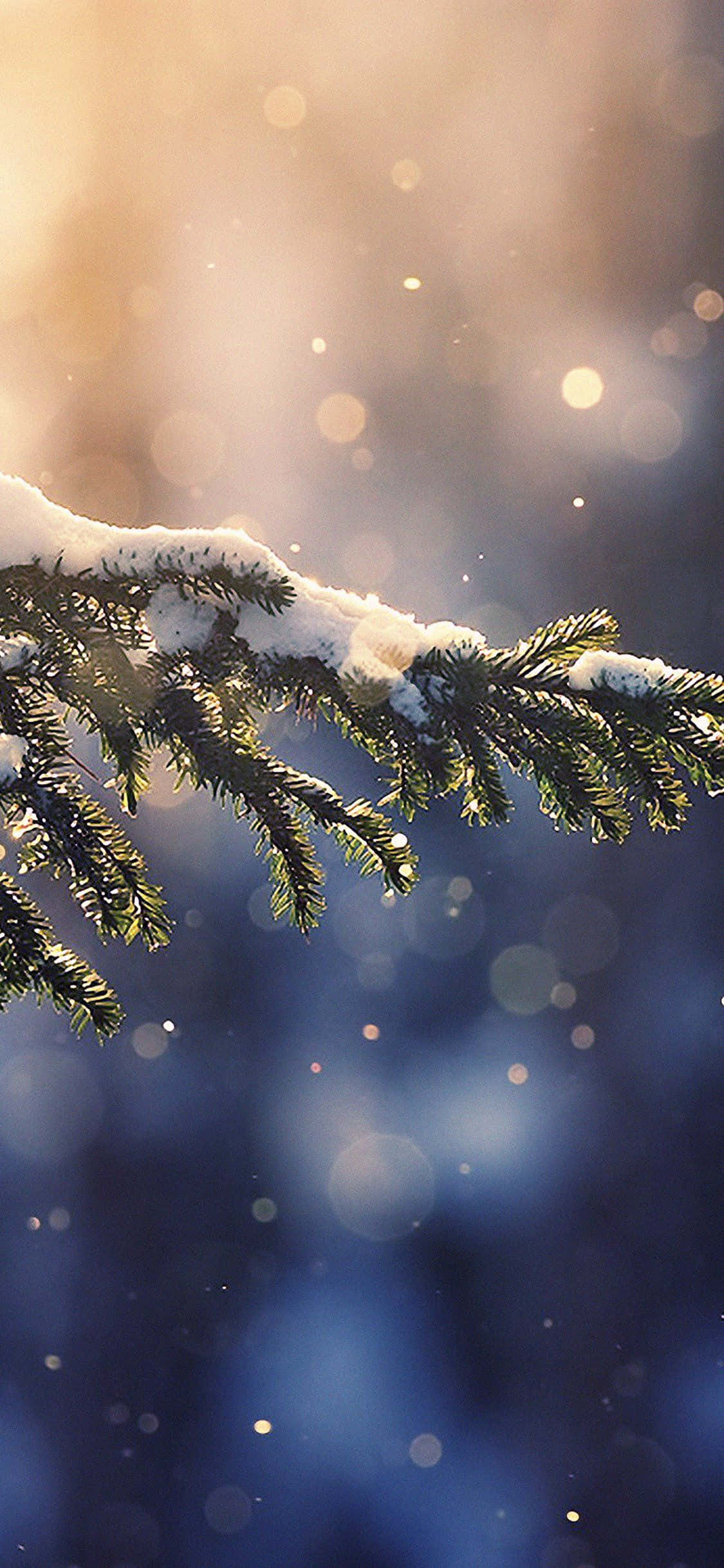 雪 桌布 壁紙 — 一條灑滿雪的松樹枝在柔和的散景背景下閃爍，背景是金色光和藍色薄霧。