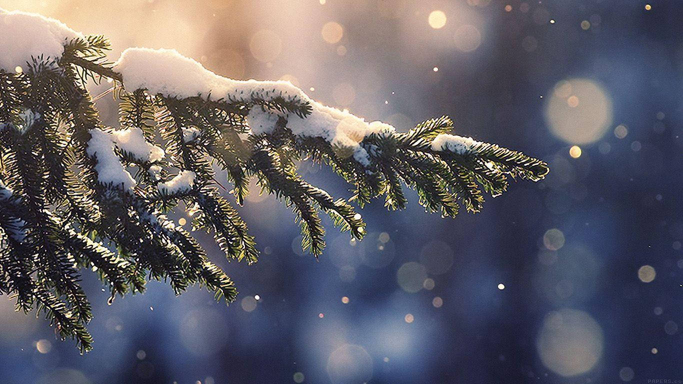 christmas laptop 桌布 壁紙 — 一條灑滿雪的松樹枝在金色陽光下閃閃發光，背景是藍色散景的冬日景色。