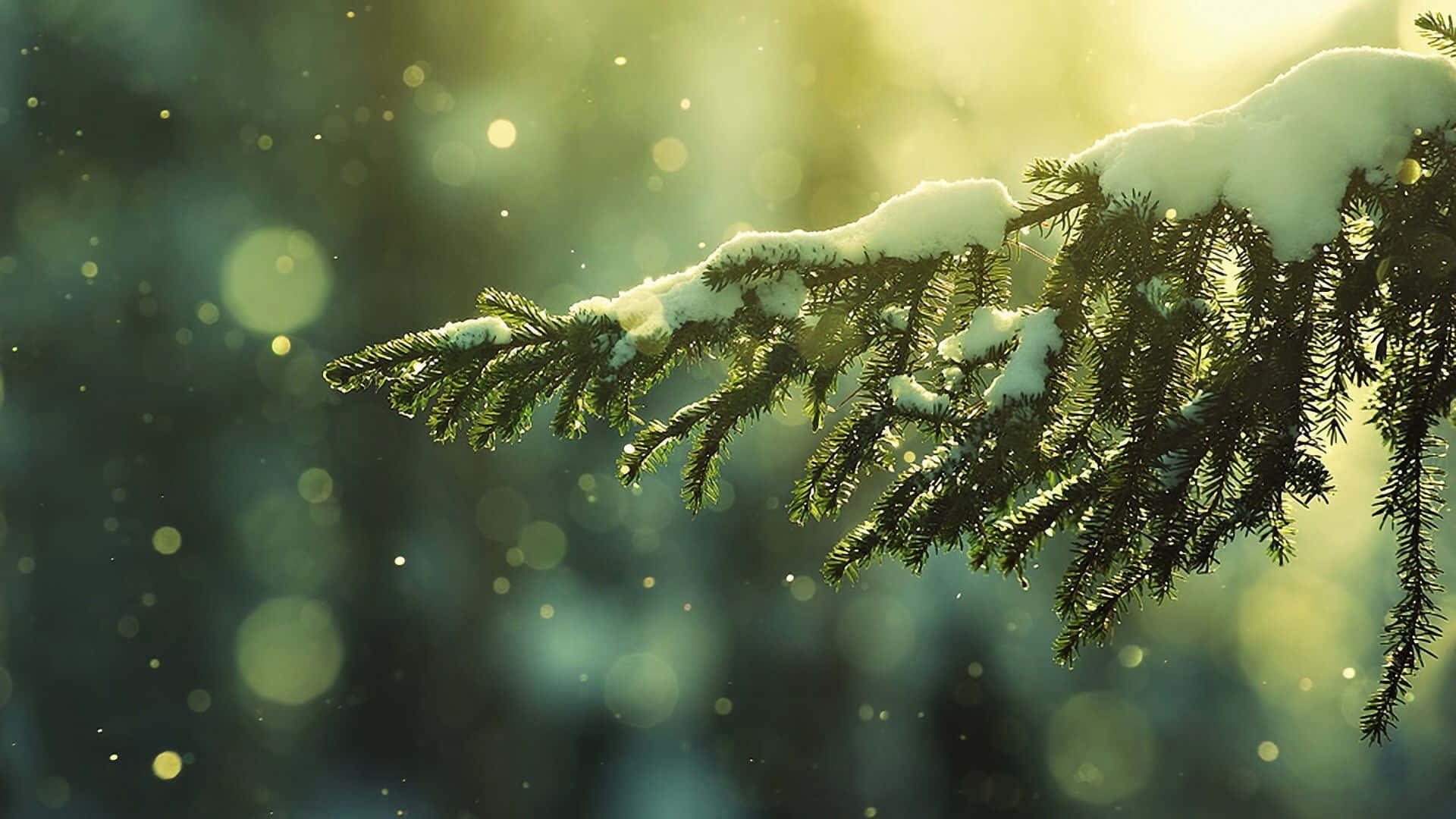 1080p Winter 桌布 壁紙 — 一條灑滿雪花的常綠樹枝在溫暖的金色陽光下閃閃發光，背景柔和散景。