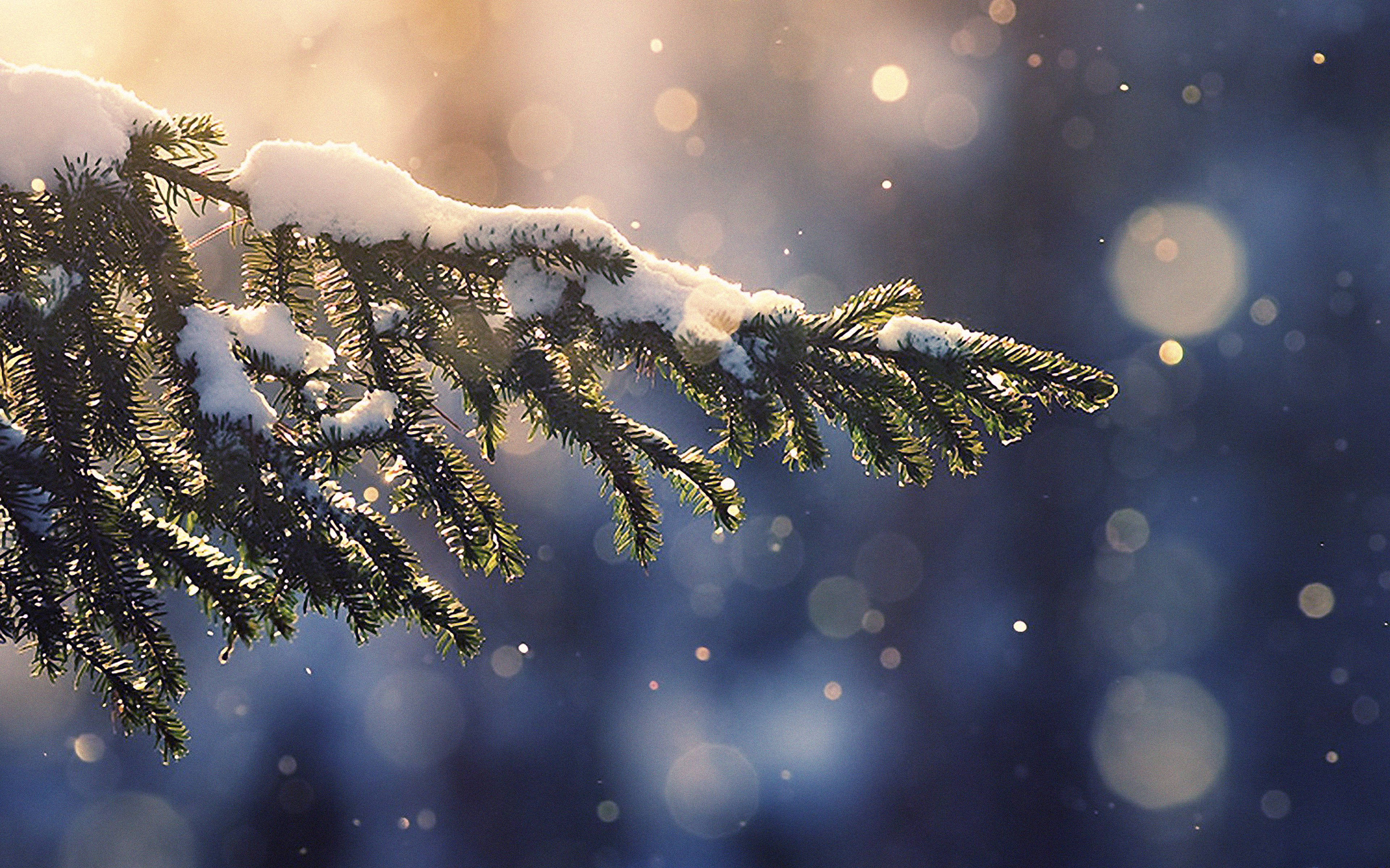 雪景 桌布 壁紙 — 一條灑滿雪霜的常綠樹枝在金色陽光下閃閃發光，背景是散景效果的冬日藍色。