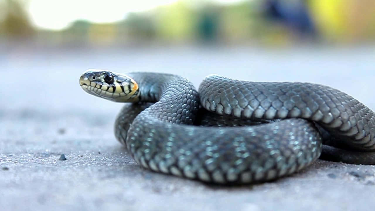 Scary Snake 桌布 壁紙 — 一條灰色蛇蜷曲著，帶有黃橙色項圈，在柔和日光下警覺地休息在碎石路上。