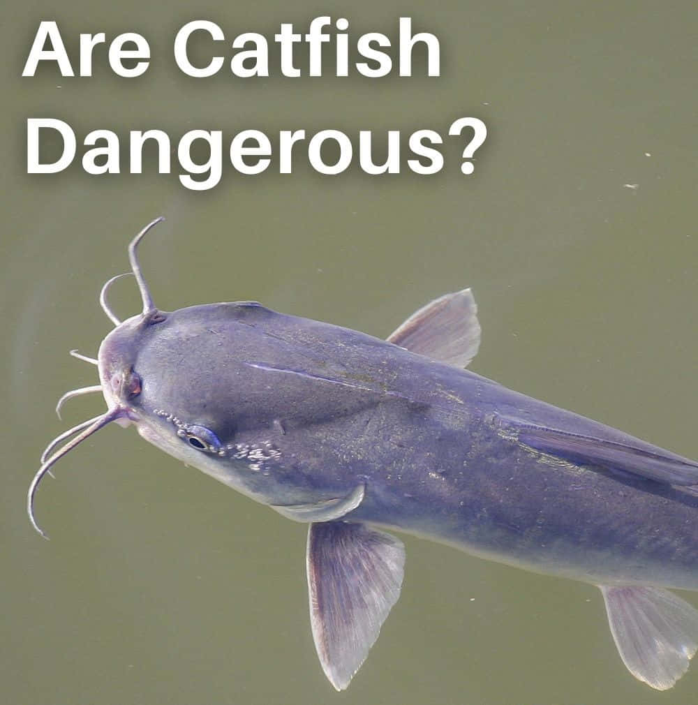 catfish 桌布 壁紙 — 一條灰色鯰魚帶有明顯的觸鬚，近距離拍攝牠在水面附近游動。