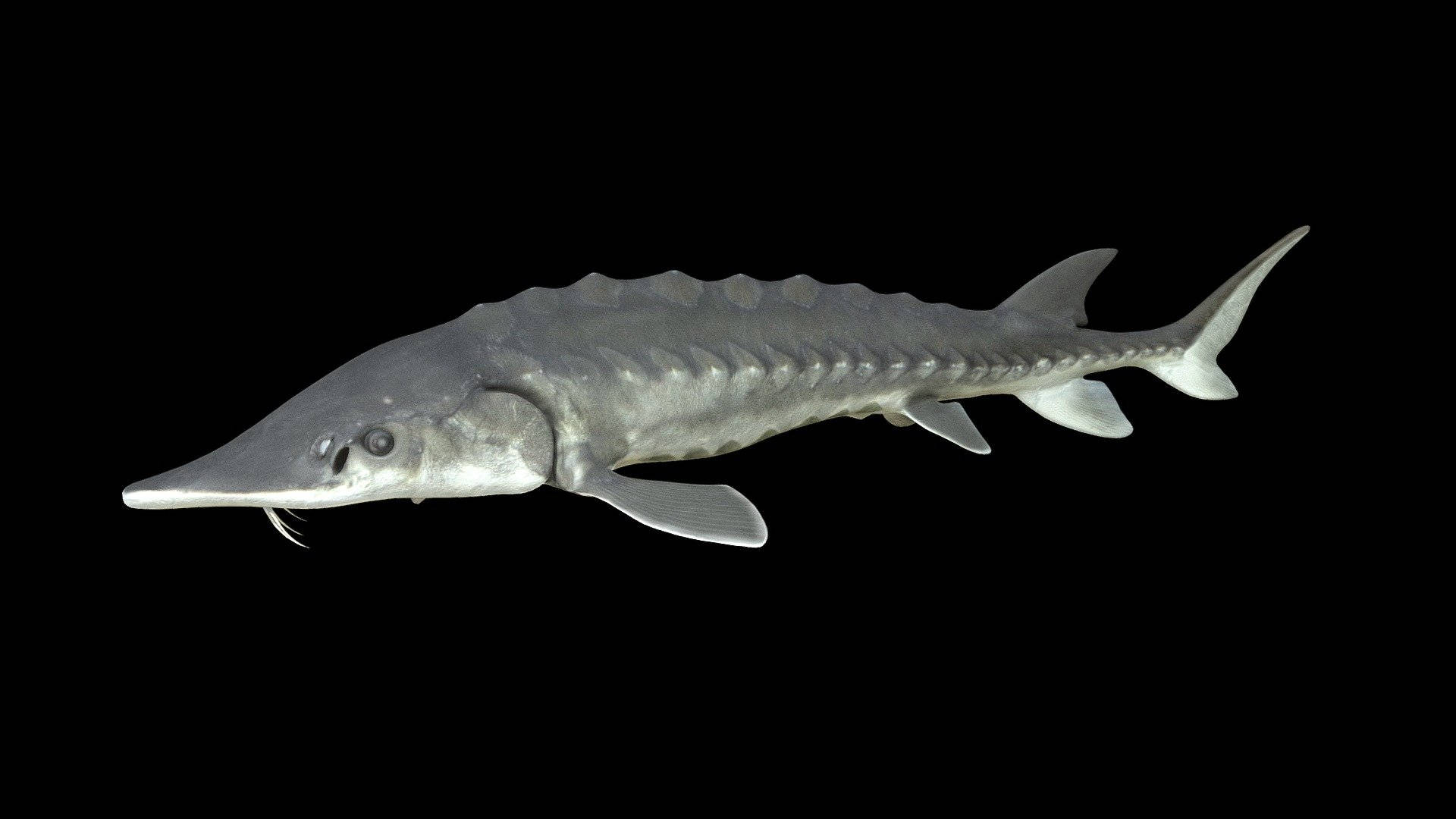 魚 桌布 壁紙 — 一條灰色鱘魚的詳細3D渲染圖，帶有骨板和鬍鬚，背景為黑色。