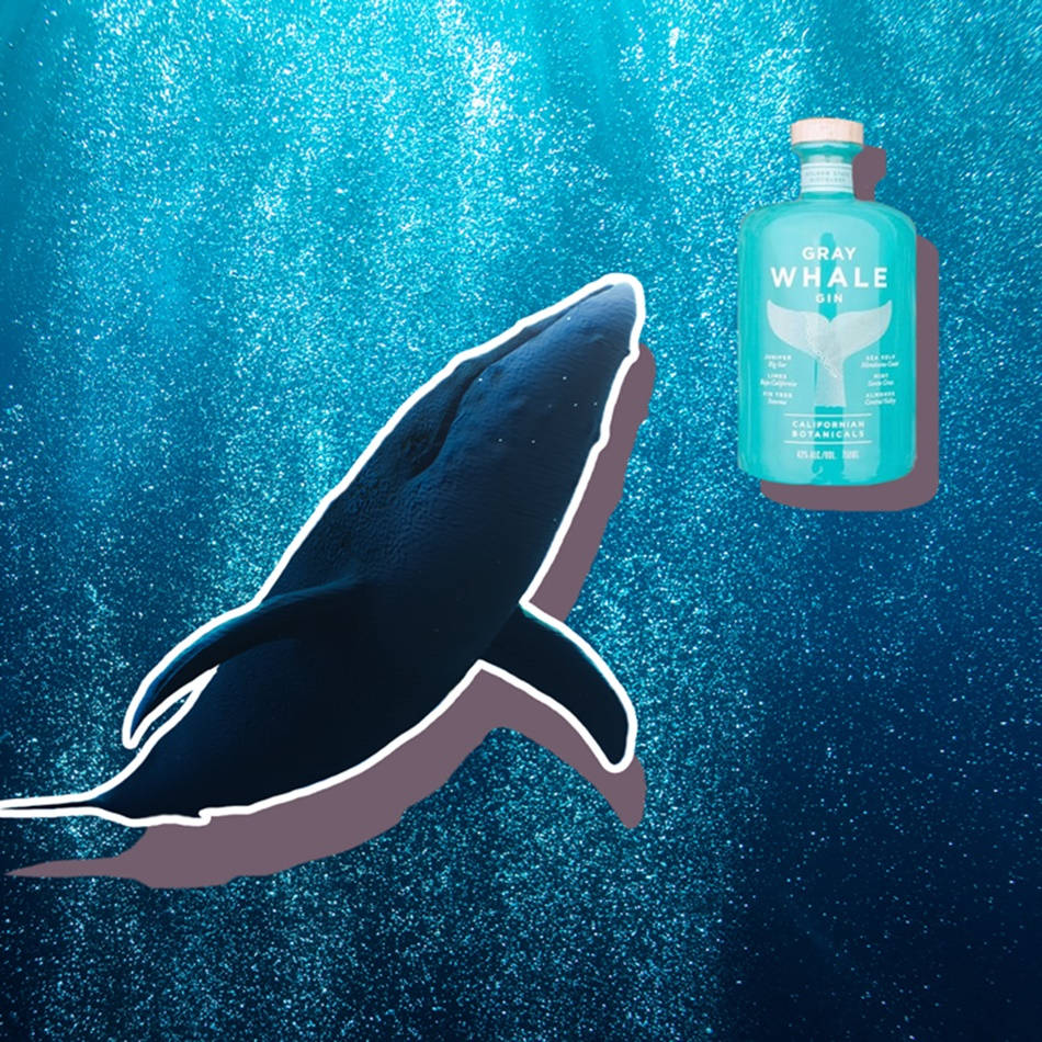 鯨魚 桌布 壁紙 — 一條灰鯨在Gray Whale Gin酒瓶旁邊優雅地游泳，周圍是閃閃發光的藍色海水。