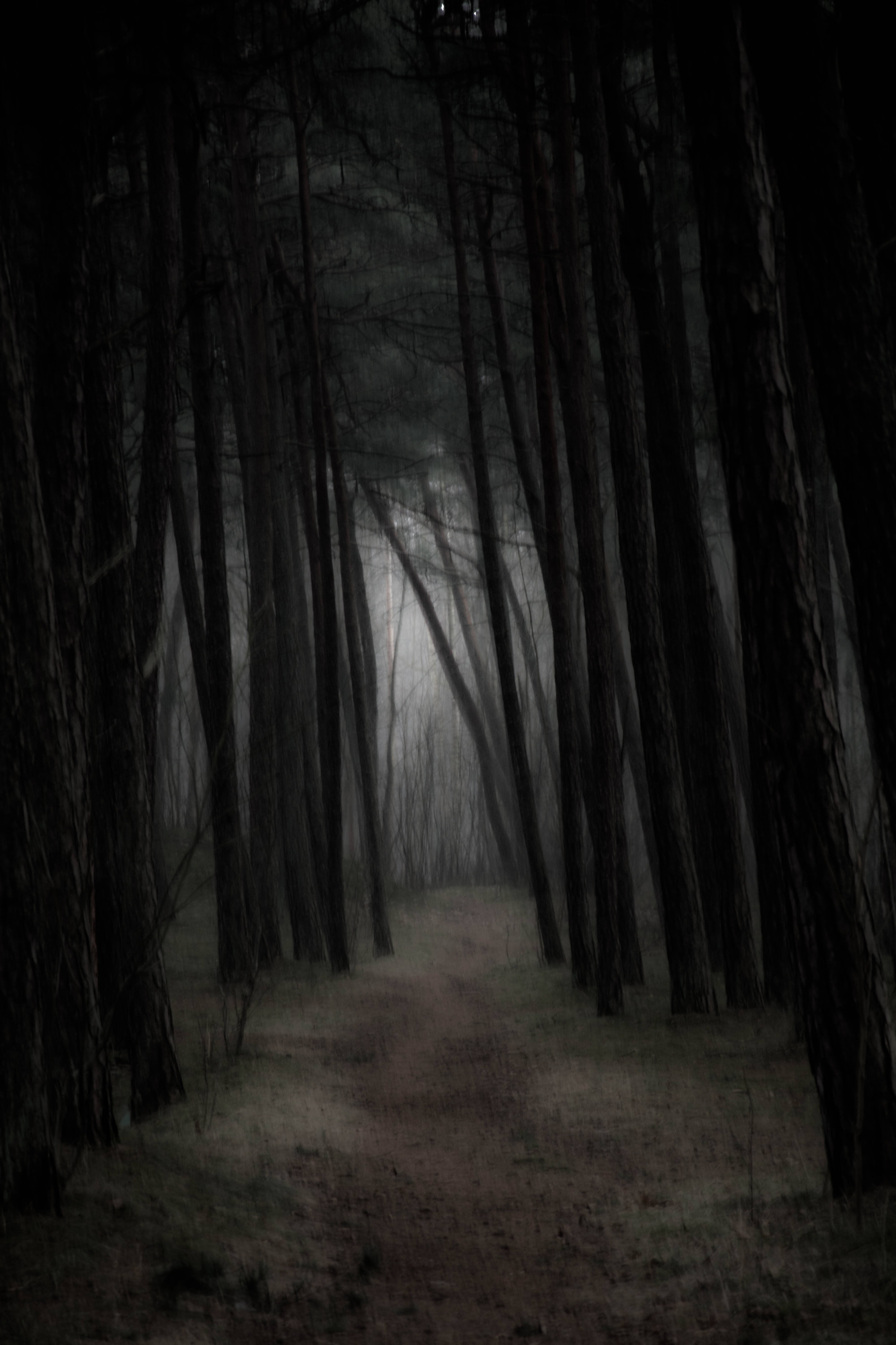 Dark 4K 桌布 壁紙 — 一條狹窄的小徑蜿蜒穿過茂密、迷霧籠罩的森林，高聳陰暗的樹木在昏暗詭異的天空下矗立。