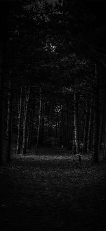 dark wallpaper 壁紙 — 一條狹窄的小徑蜿蜒穿過茂密的黑暗森林，高大的樹木和微弱的光線透過樹冠過濾下來。