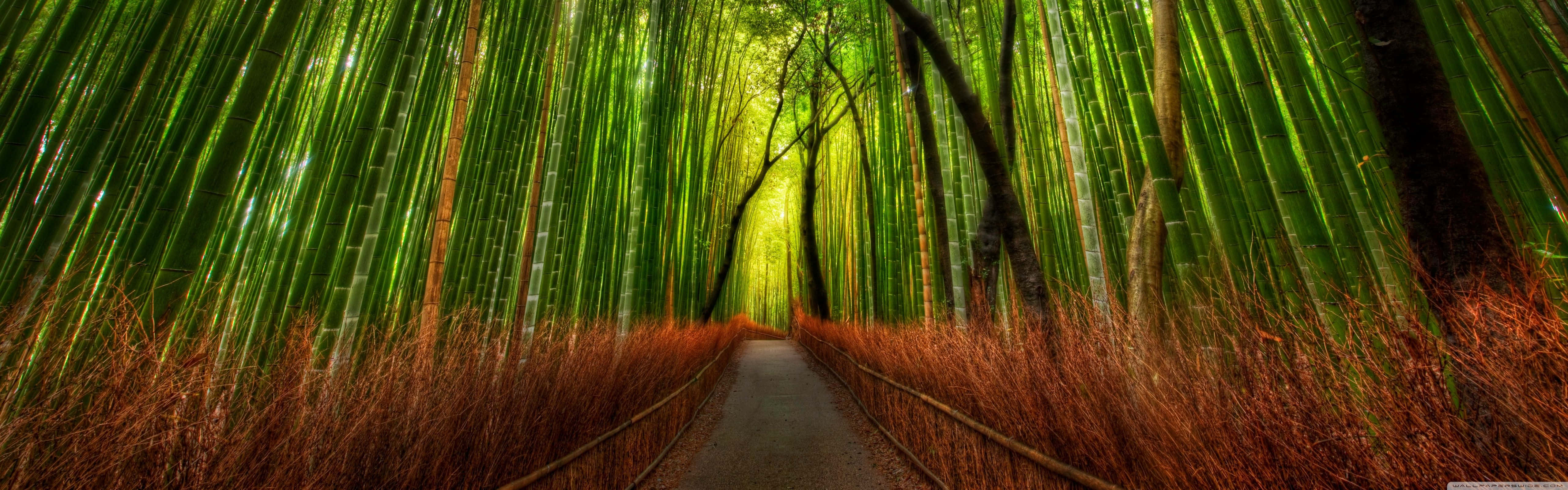 Bamboo 桌布 壁紙 — 一條狹窄的小路蜿蜒穿過高聳的竹林，竹林透過茂密的樹冠散發出充滿活力的綠光。