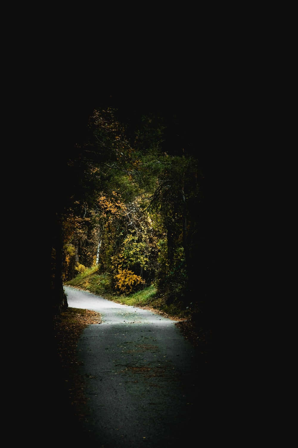 Best Amoled 桌布 壁紙 — 一條狹窄的森林小徑從黑暗中浮現，進入穿過茂密樹木的金色秋光。