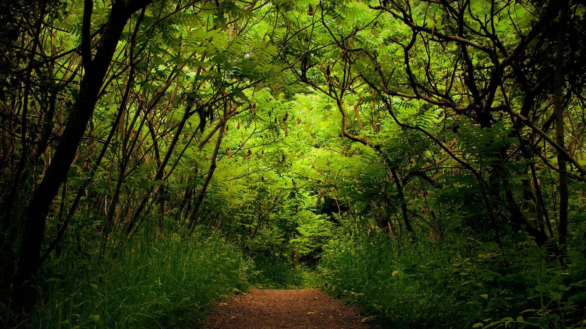 高清 桌布 壁紙 — 一條狹窄的泥土小徑蜿蜒穿過茂密森林中充滿活力的綠葉和纏繞的樹枝所形成的濃密樹冠。
