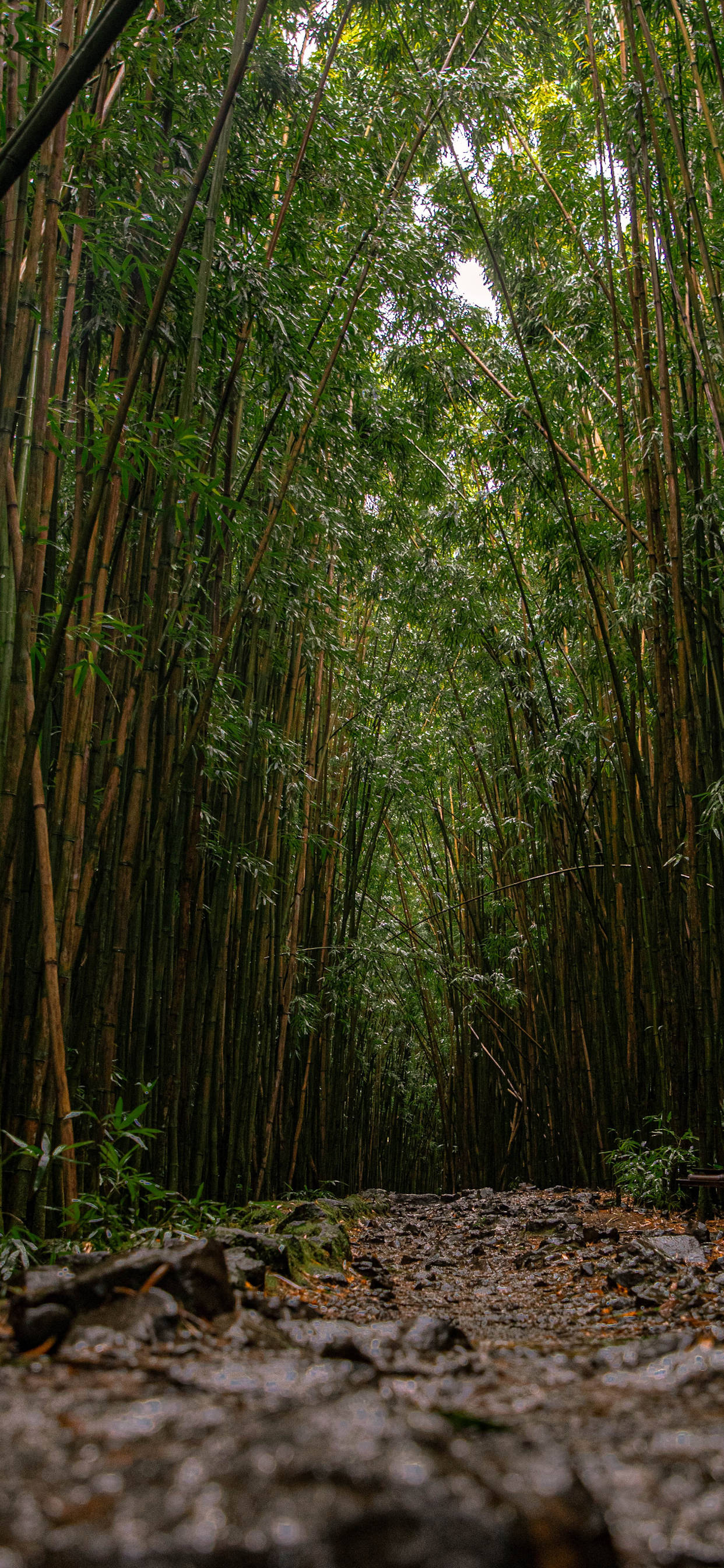 森林 桌布 壁紙 — 一條狹窄的泥土小徑蜿蜒穿過茂密的竹林，高大的綠色竹莖在頭頂拱起。