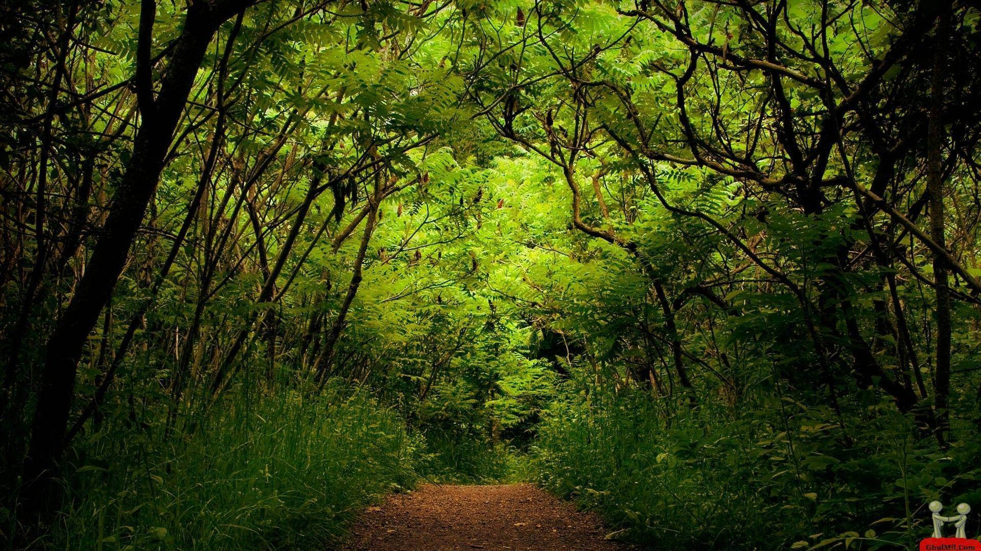 Greenery 桌布 壁紙 — 一條狹窄的泥土小徑蜿蜒穿過茂密的樹冠，由鮮綠色的樹葉和纏結的樹枝組成。