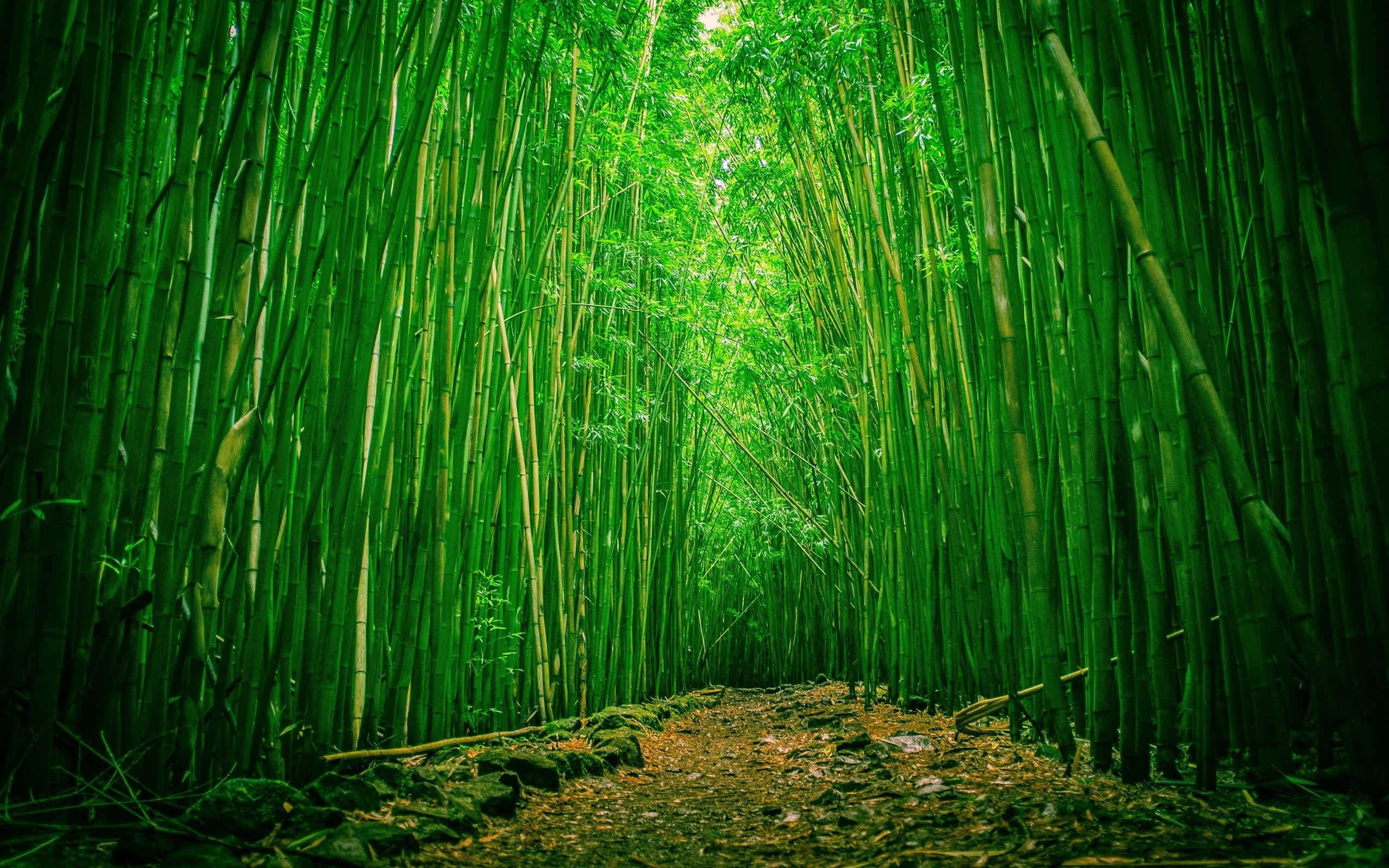 Bamboo HD 桌布 壁紙 — 一條狹窄的泥土小徑蜿蜒穿過茂密的竹林，高聳的綠色竹竿和斑駁的陽光透過樹冠灑落。
