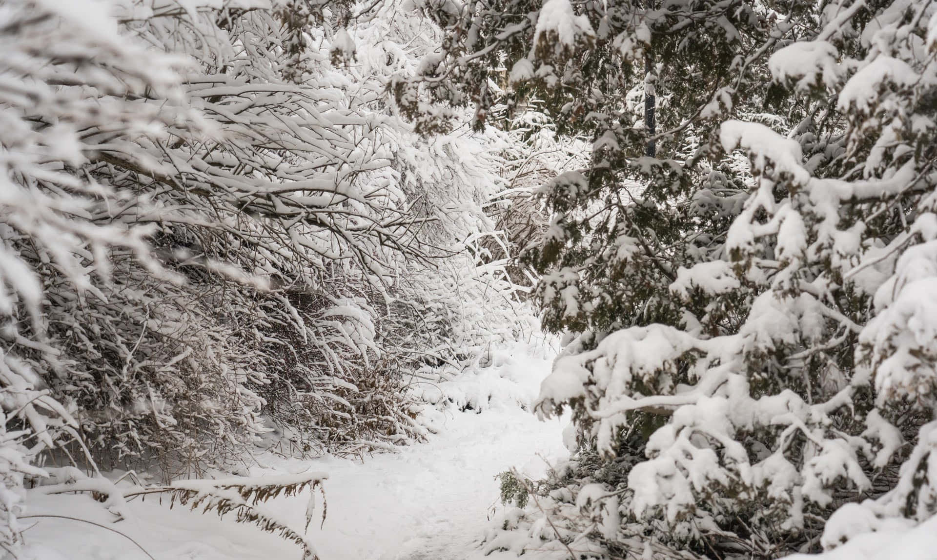 Snow Zoom 桌布 壁紙 — 一條狹窄的雪徑蜿蜒穿過茂密的常綠樹林，樹上掛滿了潔白的新雪。