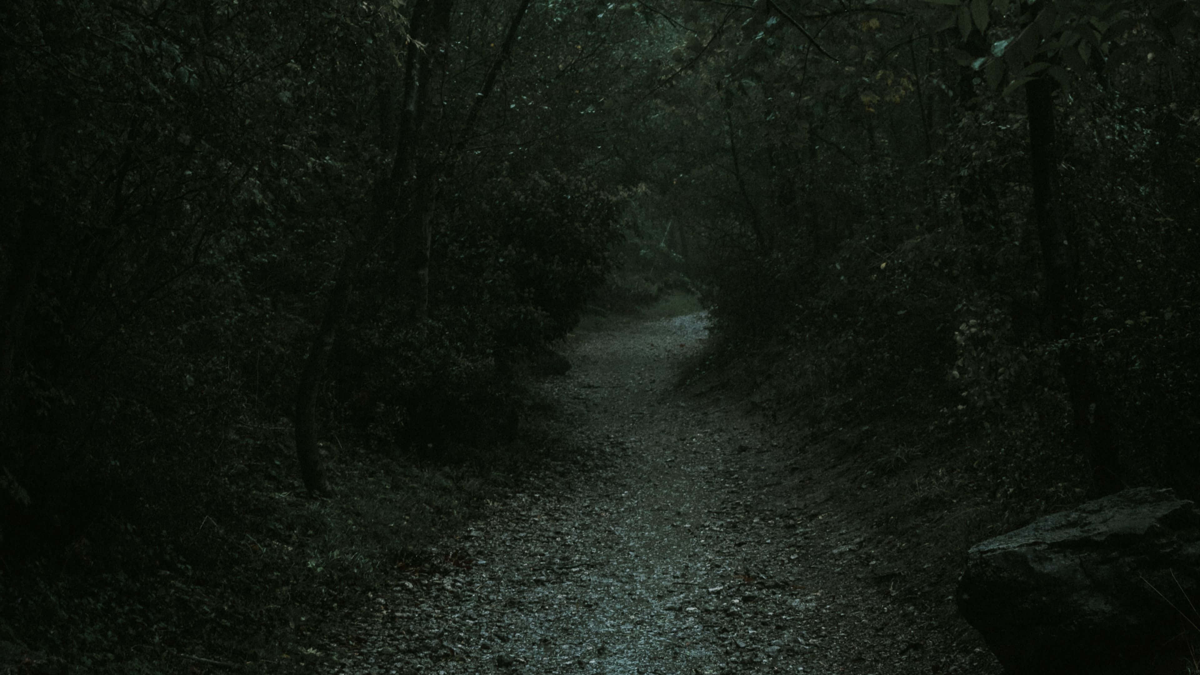 Gloomy 桌布 壁紙 — 一條狹窄的霧氣森林小徑蜿蜒穿過濃密黑暗的樹木，籠罩在陰沉的暮色天空下。