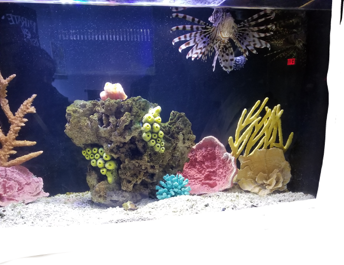 水族箱 桌布 壁紙 — 一條獅子魚在昏暗的水族館中，優雅地游過色彩繽紛的珊瑚和人工珊瑚礁結構。