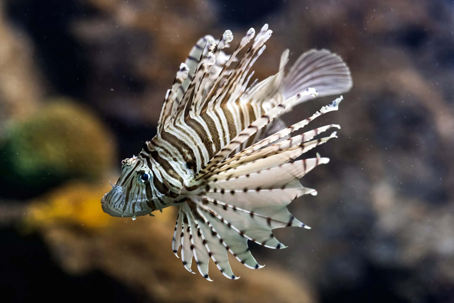 魚 桌布 壁紙 — 一條獅子魚在渾濁的水中優雅地滑行，其有毒的棘刺展開，背景是模糊的珊瑚。