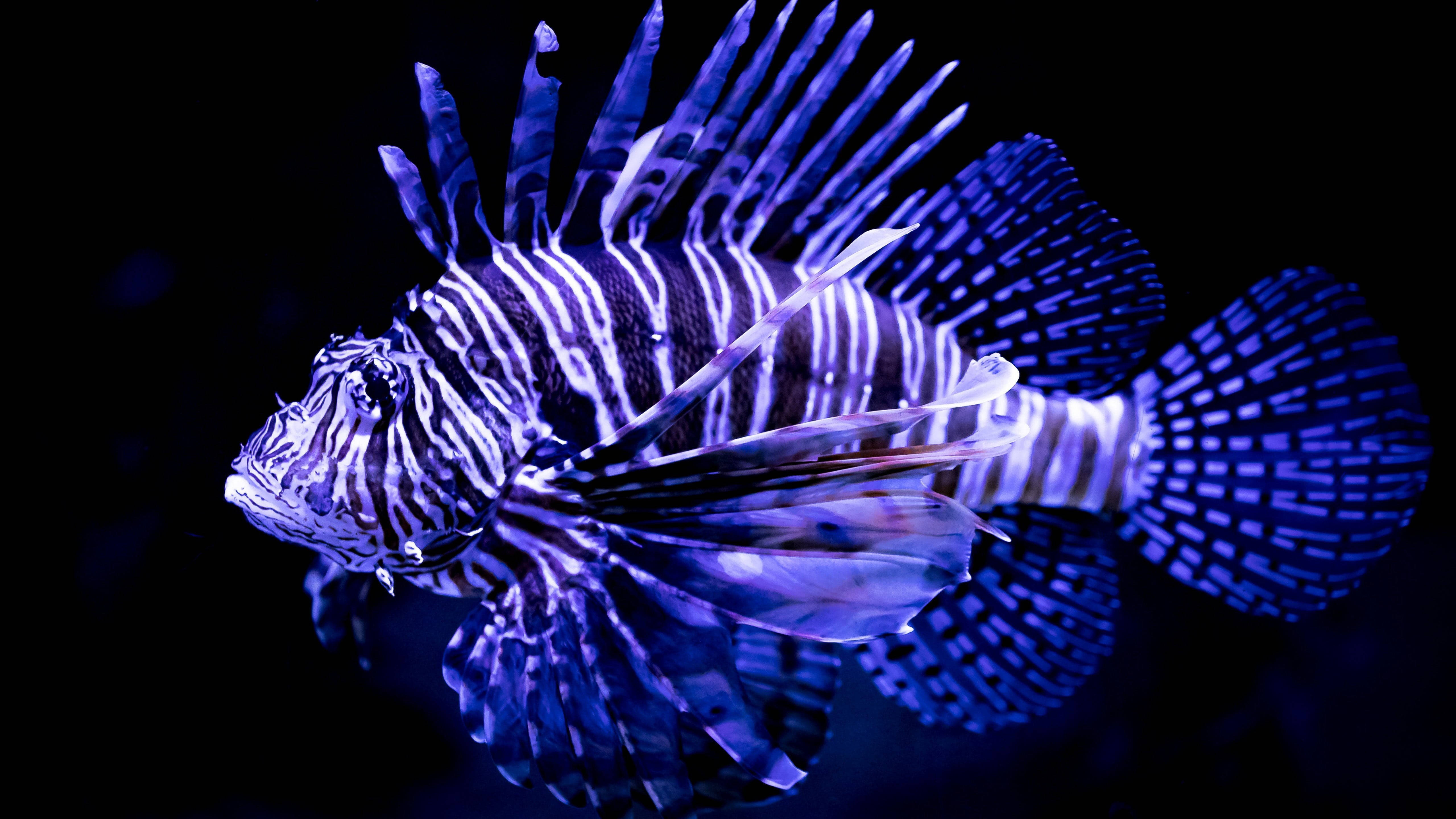 美麗的魚 桌布 壁紙 — 一條獅子魚在漆黑的水下背景中發出電藍色和白色的條紋光芒。