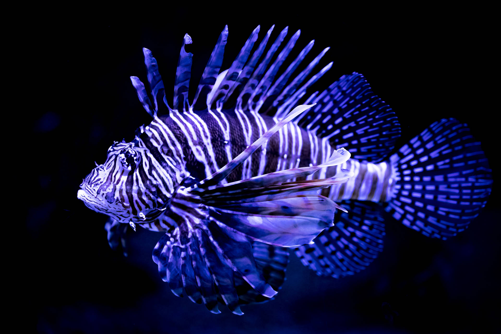魚 桌布 壁紙 — 一條獅子魚在漆黑的水下虛空中發出電藍色和白色的條紋光芒。