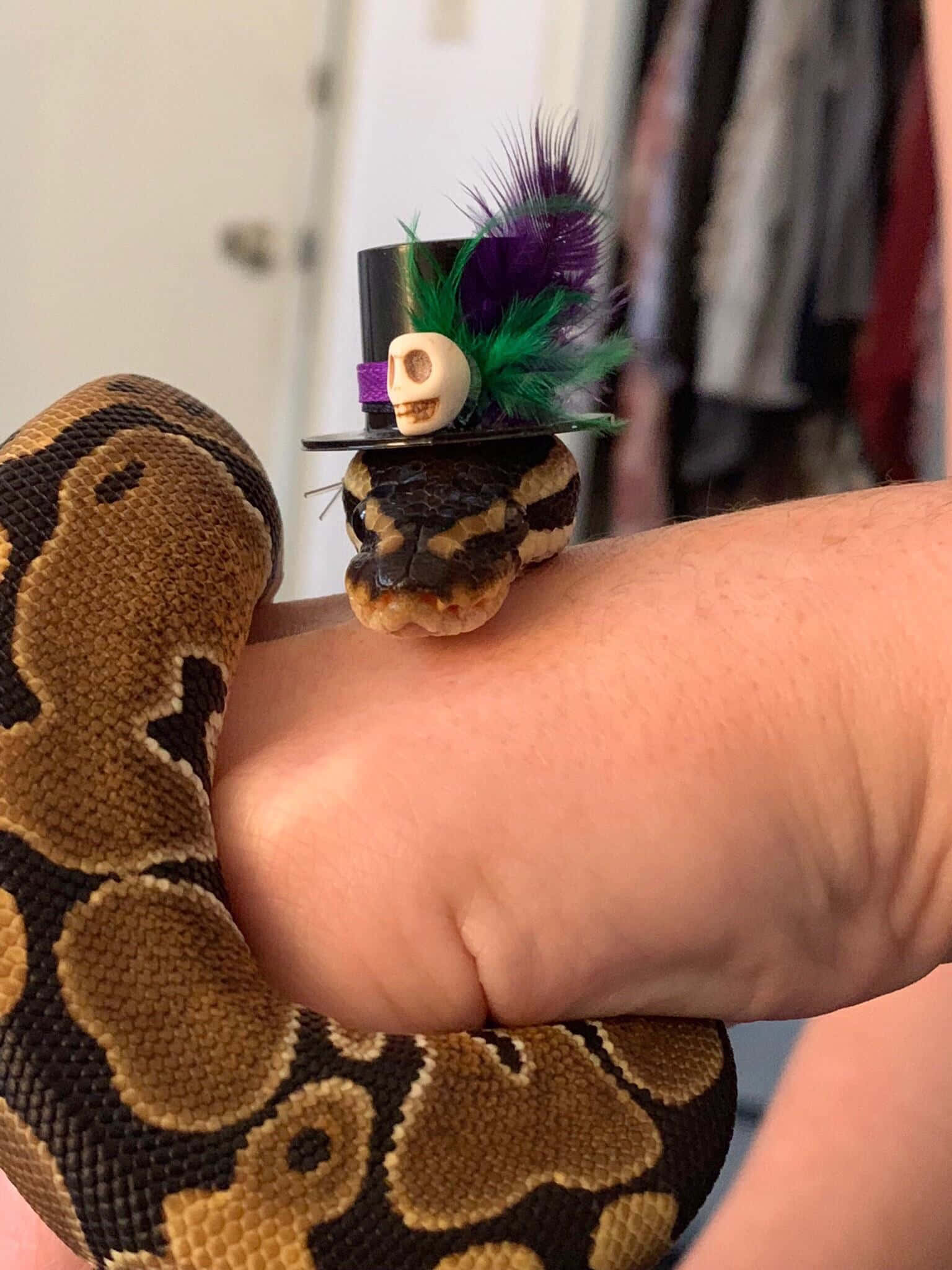 snakes 桌布 壁紙 — 一條球蟒戴著一頂帶有骷髏和彩色羽毛的小高帽，輕輕地躺在一個人的手臂上。