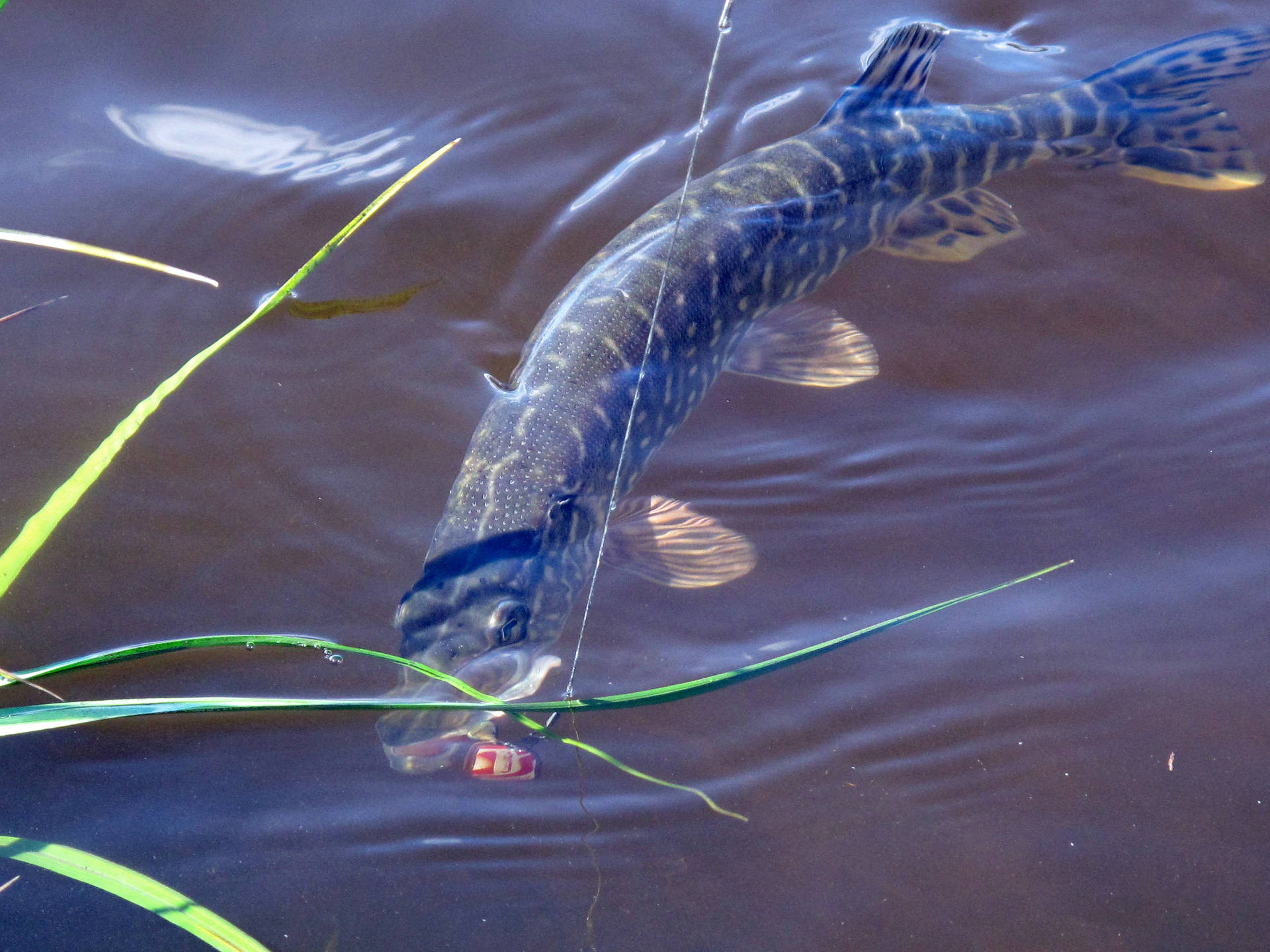 魚 桌布 壁紙 — 一條用魚餌釣到的梭子魚在黑暗水面附近游動，周圍有綠色蘆葦。