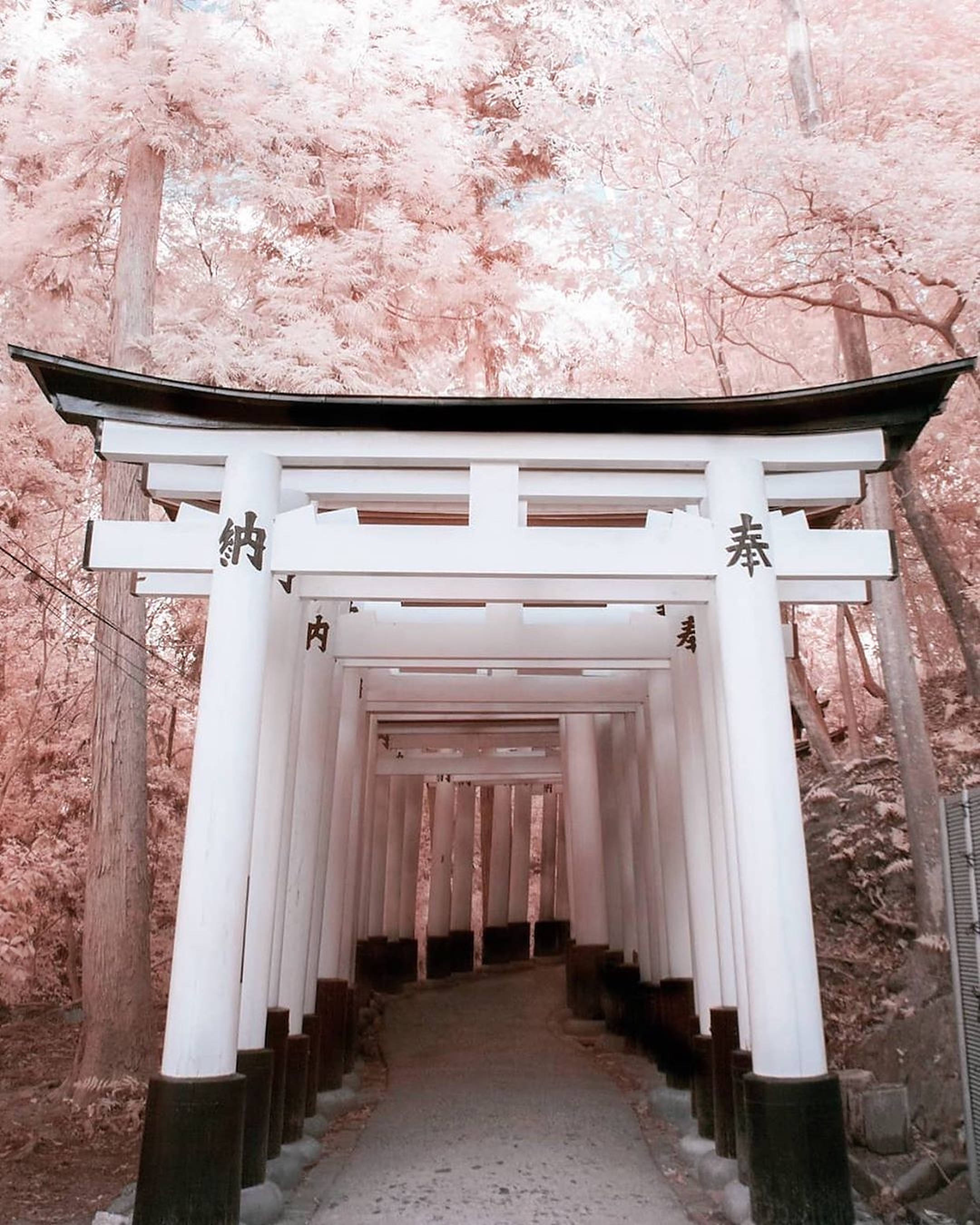 Torii 桌布 壁紙 — 一條由白色日本鳥居組成的長隧道，在柔和日光下被粉紅色樹木環繞。