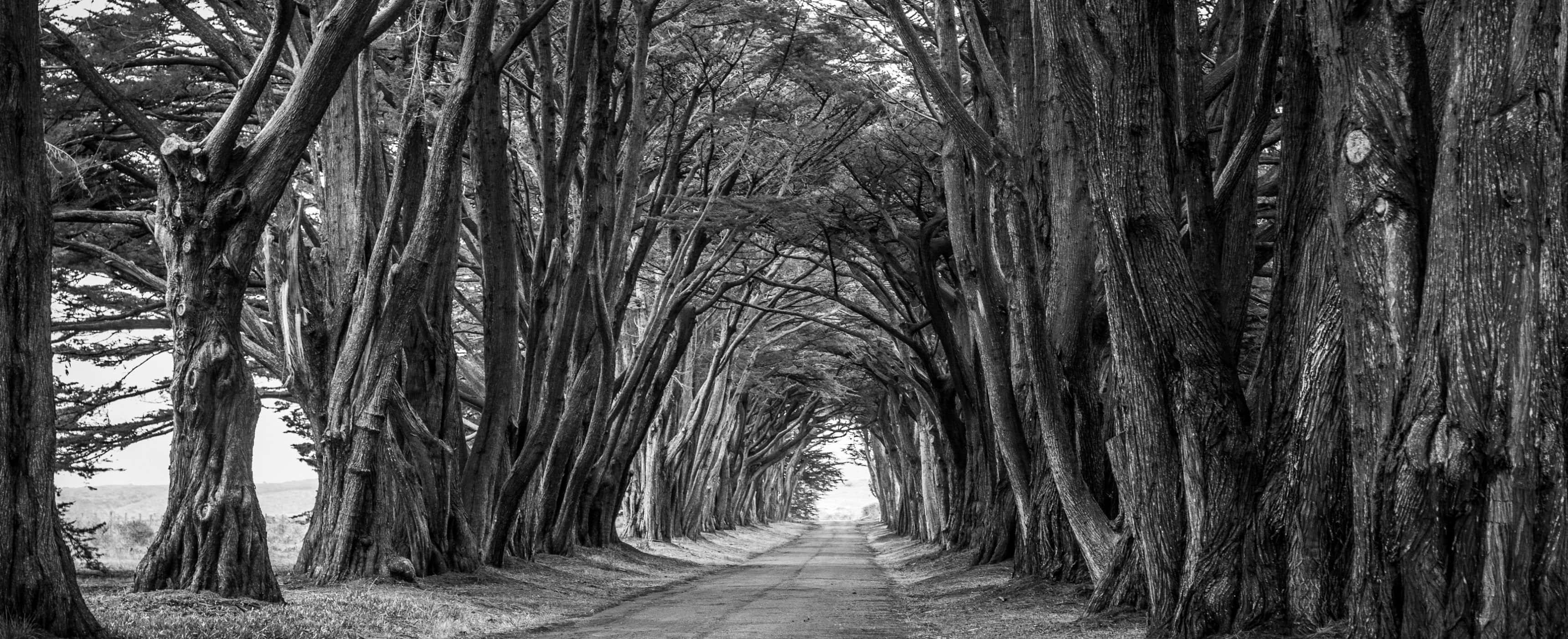 Black And White Tree 桌布 壁紙 — 一條由高聳柏樹組成的單色隧道，拱形覆蓋在一條長直道路上，消失於遠方。