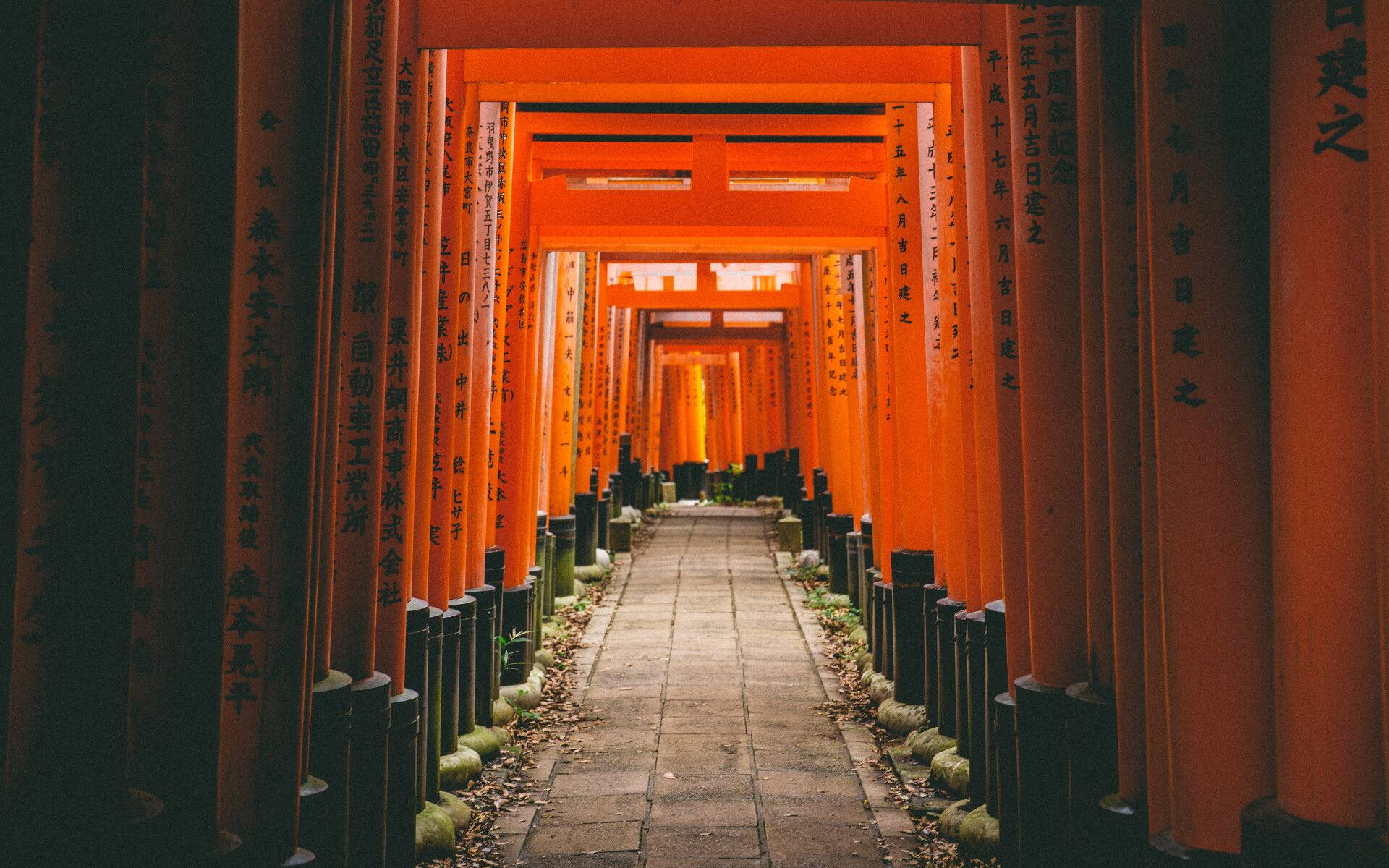 京都 桌布 壁紙 — 一條由鮮豔朱紅色鳥居組成的長隧道，在日本神社中逐漸消失在金色光芒中。