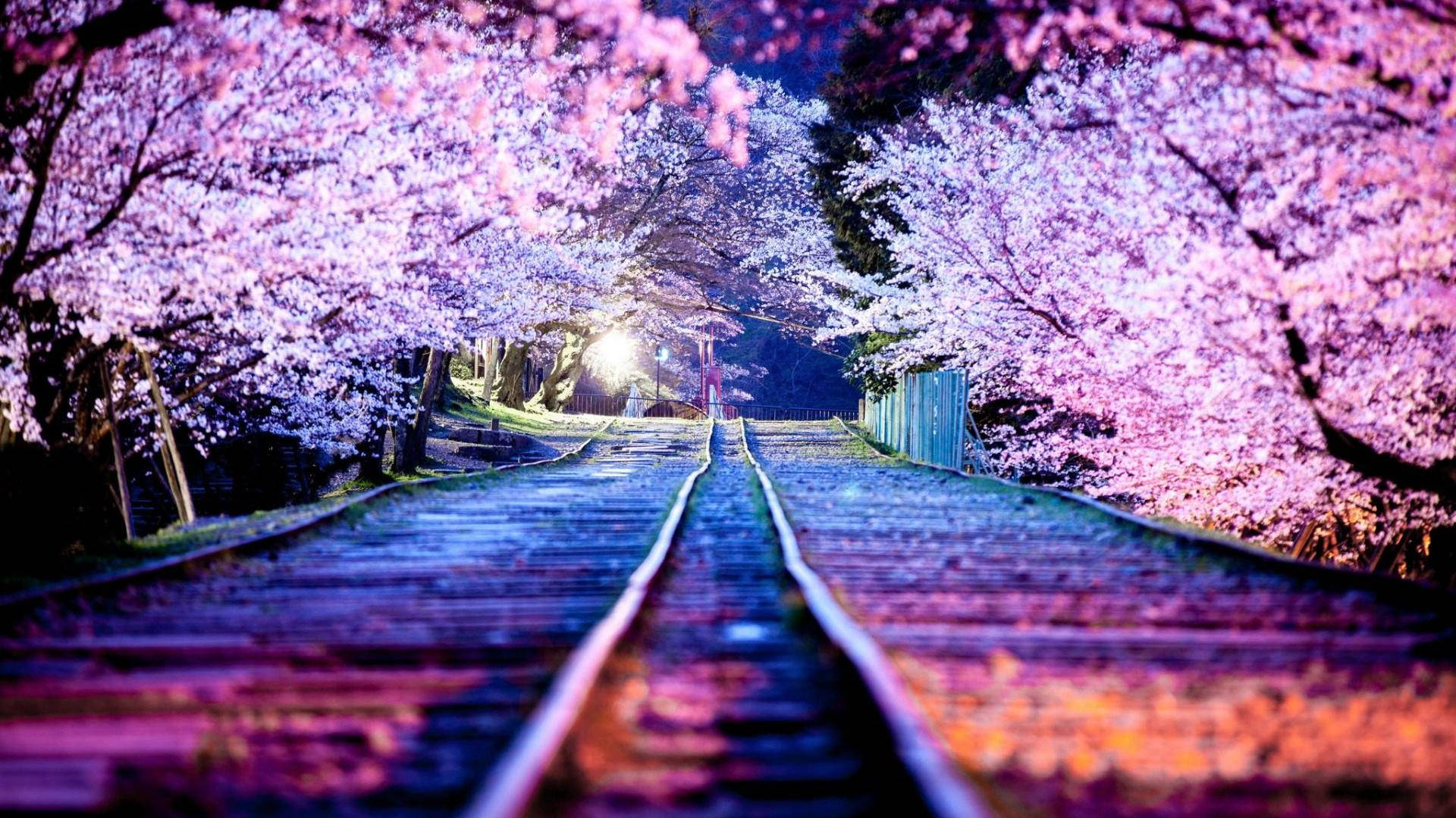 Sakura 桌布 壁紙 — 一條發光的鐵路軌道在夜空下穿過充滿活力的粉紅色櫻花隧道。