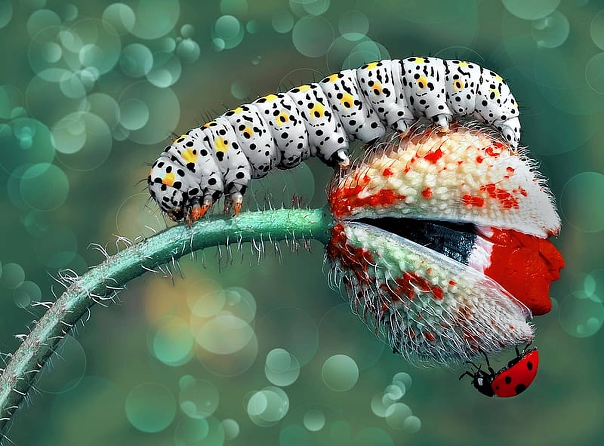 Caterpillar Insect 桌布 壁紙 — 一條白色斑點的毛蟲在毛茸茸的罌粟莖上爬行，一隻瓢蟲在附近柔和的綠色散景背景中休息。