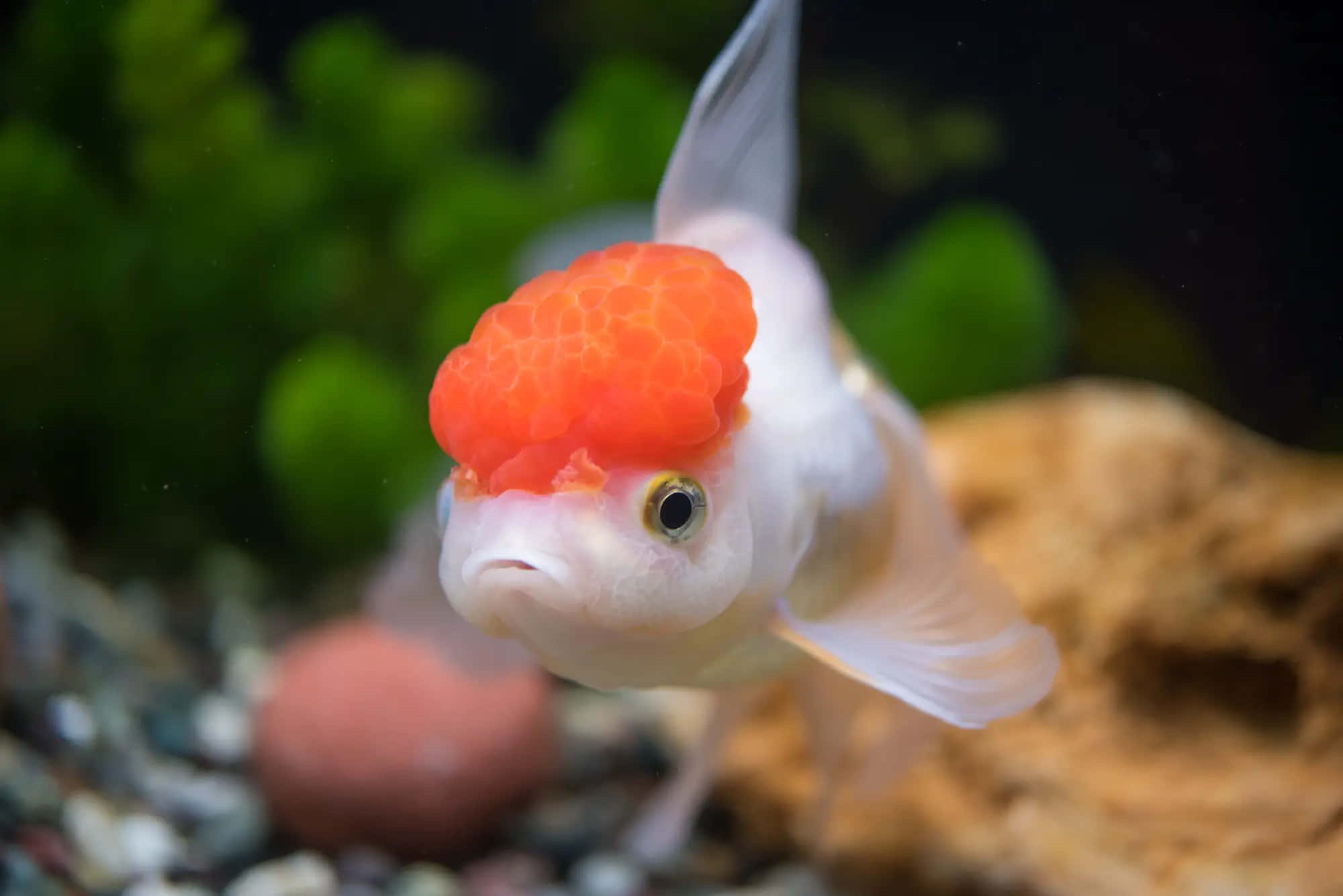 金魚 桌布 壁紙 — 一條白色金魚，頭部有鮮橙色、紋理分明的頭瘤，在種植了水草的水族箱中游動的特寫。