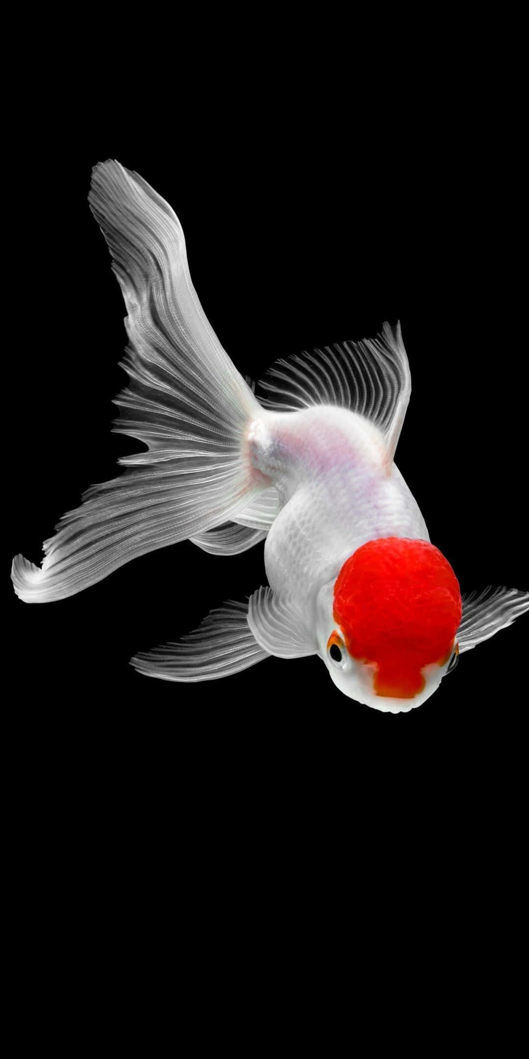 Koi Fish 桌布 壁紙 — 一條白色金魚，頭部鮮紅，魚鰭飄逸，在純黑背景中優雅游動。