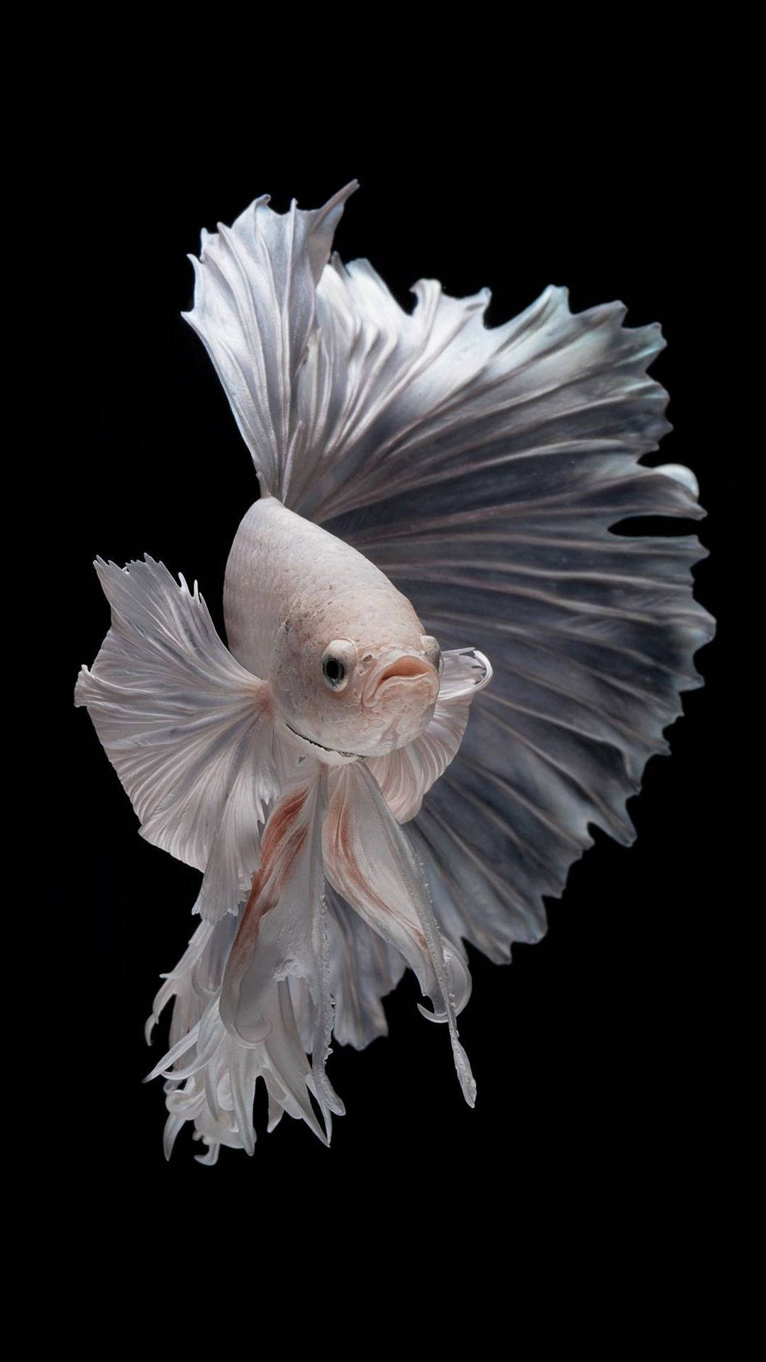 動物 桌布 壁紙 — 一條白色鬥魚，擁有流動的魚鰭，在純黑背景上優雅地滑行。