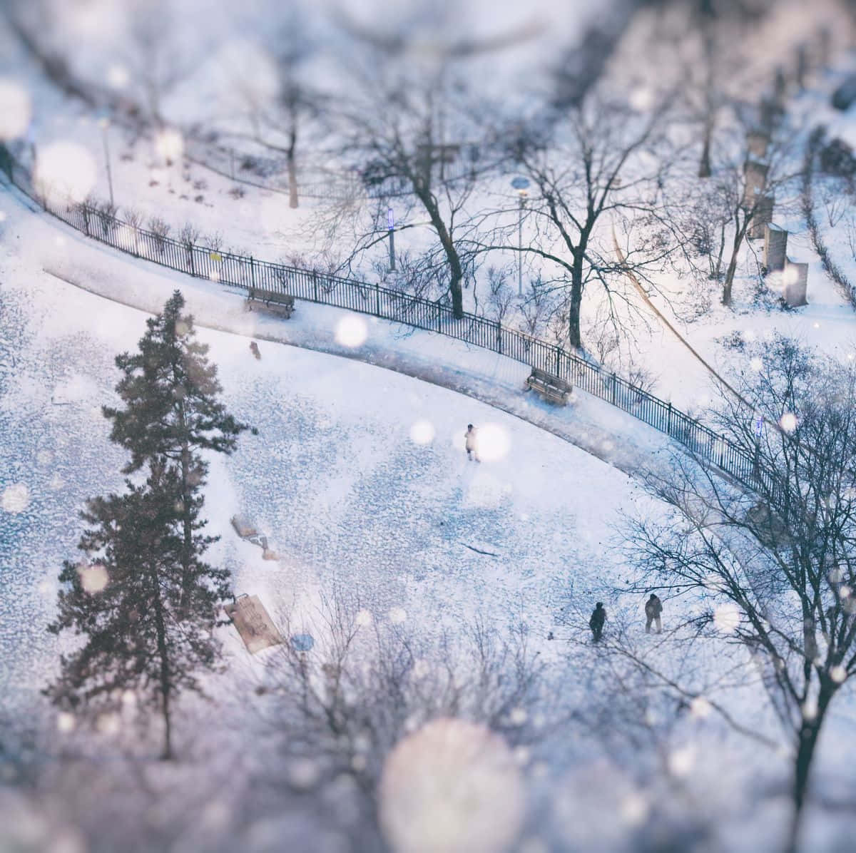blizzard 桌布 壁紙 — 一條白雪覆蓋的公園小徑蜿蜒穿過光禿禿的樹木，人們在柔和的藍色冬日薄霧和散景雪花下行走。