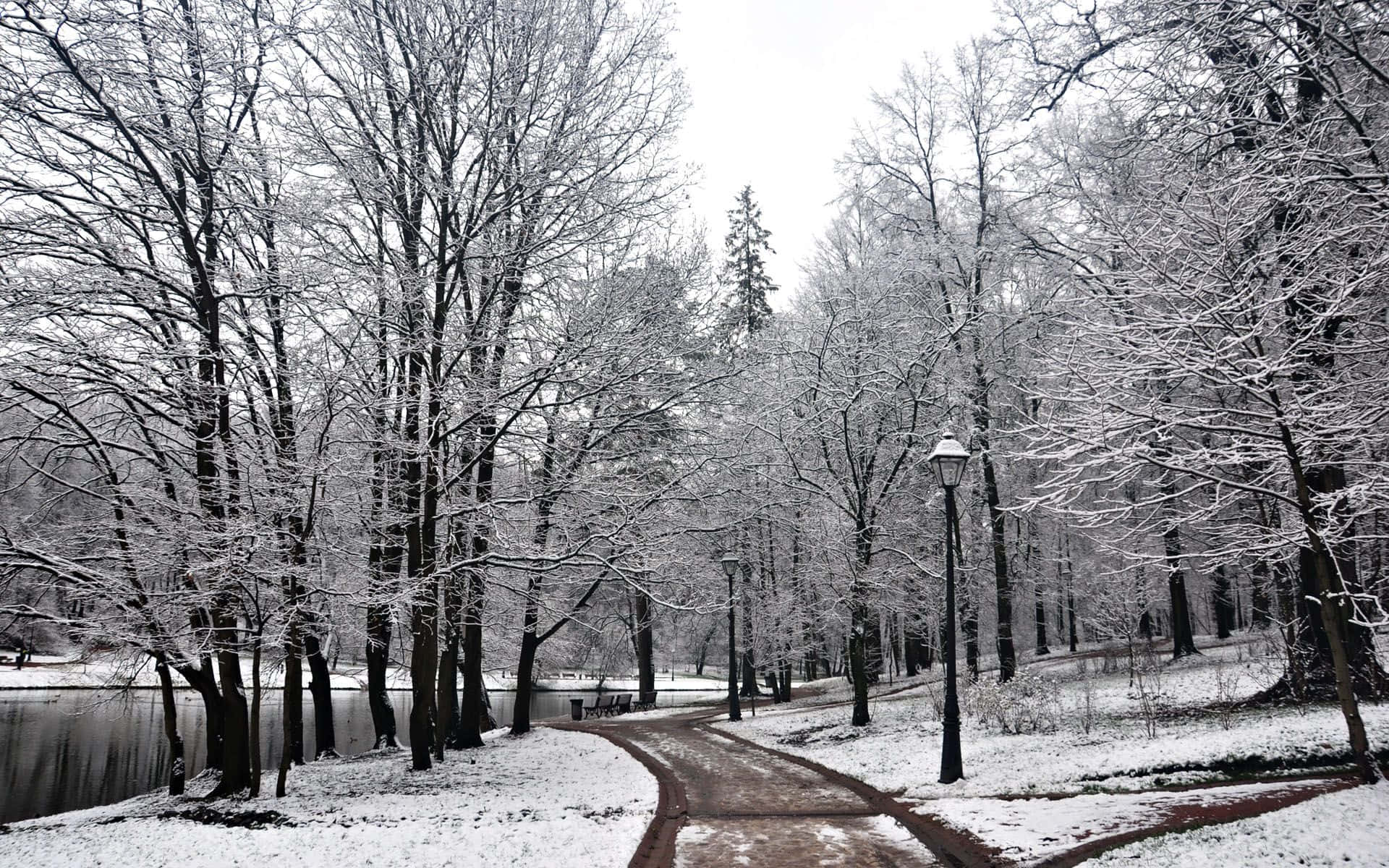 Winter Trees 桌布 壁紙 — 一條白雪覆蓋的公園小徑蜿蜒穿過灑滿白雪的禿樹，旁邊是平靜的結冰池塘，天空多雲。