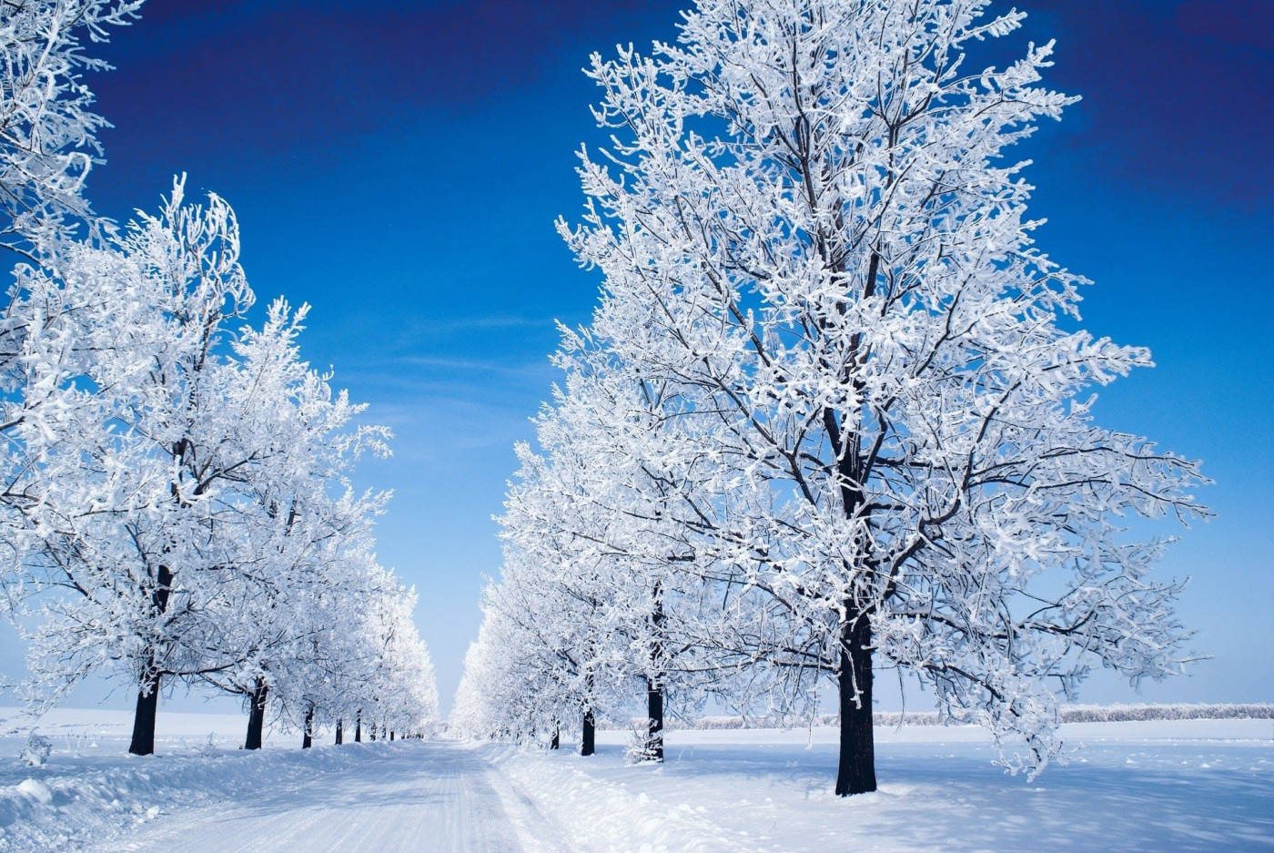 Winter 桌布 壁紙 — 一條白雪覆蓋的小徑蜿蜒穿過掛滿霜雪的樹木，在清澈湛藍的冬日天空下。